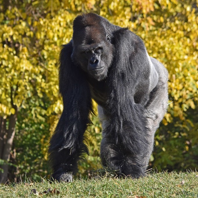 Detroit Zoo saying goodbye to 3 gorillas this summer