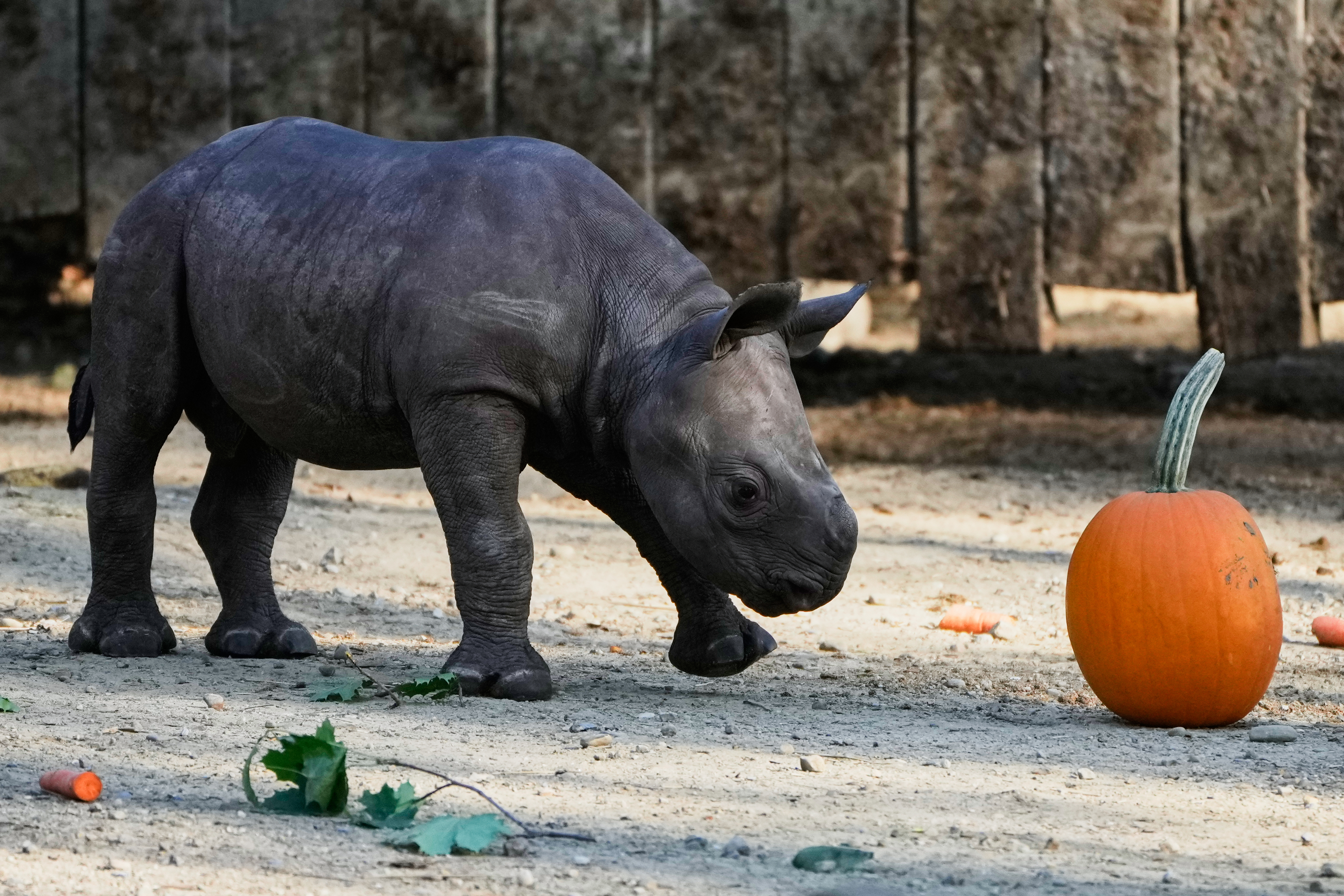 Critically endangered baby black rhino makes its debut at