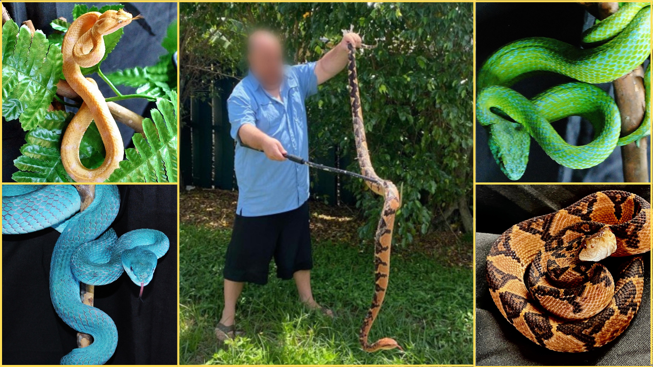 Operation Viper - FWC probe leads to charges for venomous snake  traffickers; Cape Coral man cited