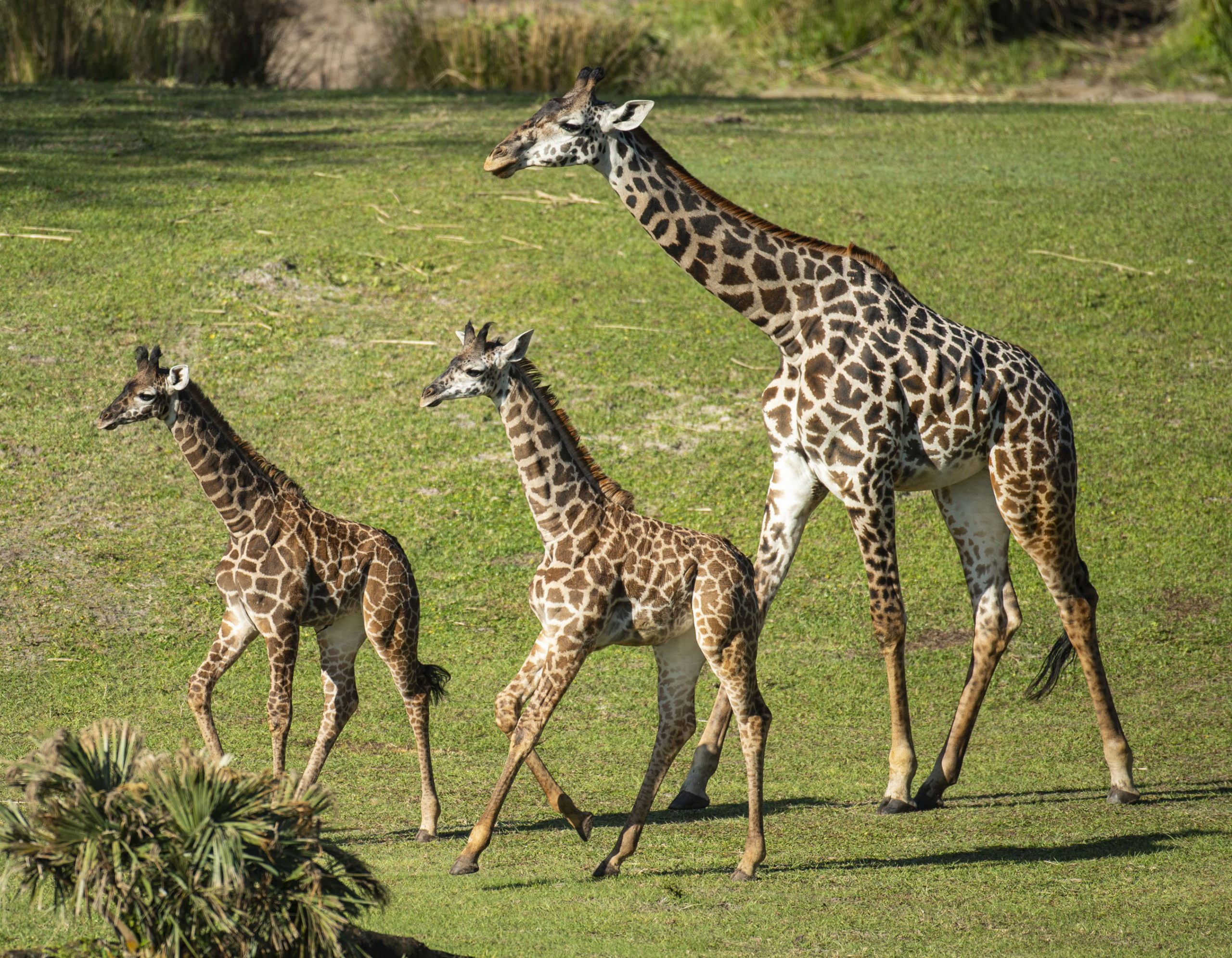 Disney's Animal Kingdom welcomes pair of Masai giraffe calves to savanna