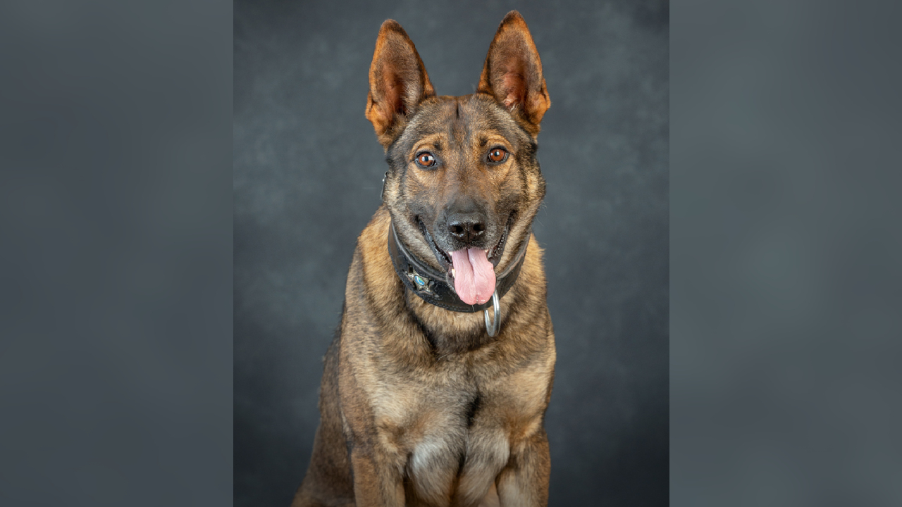 Marion County Sheriff s Office dog dies days after shootout