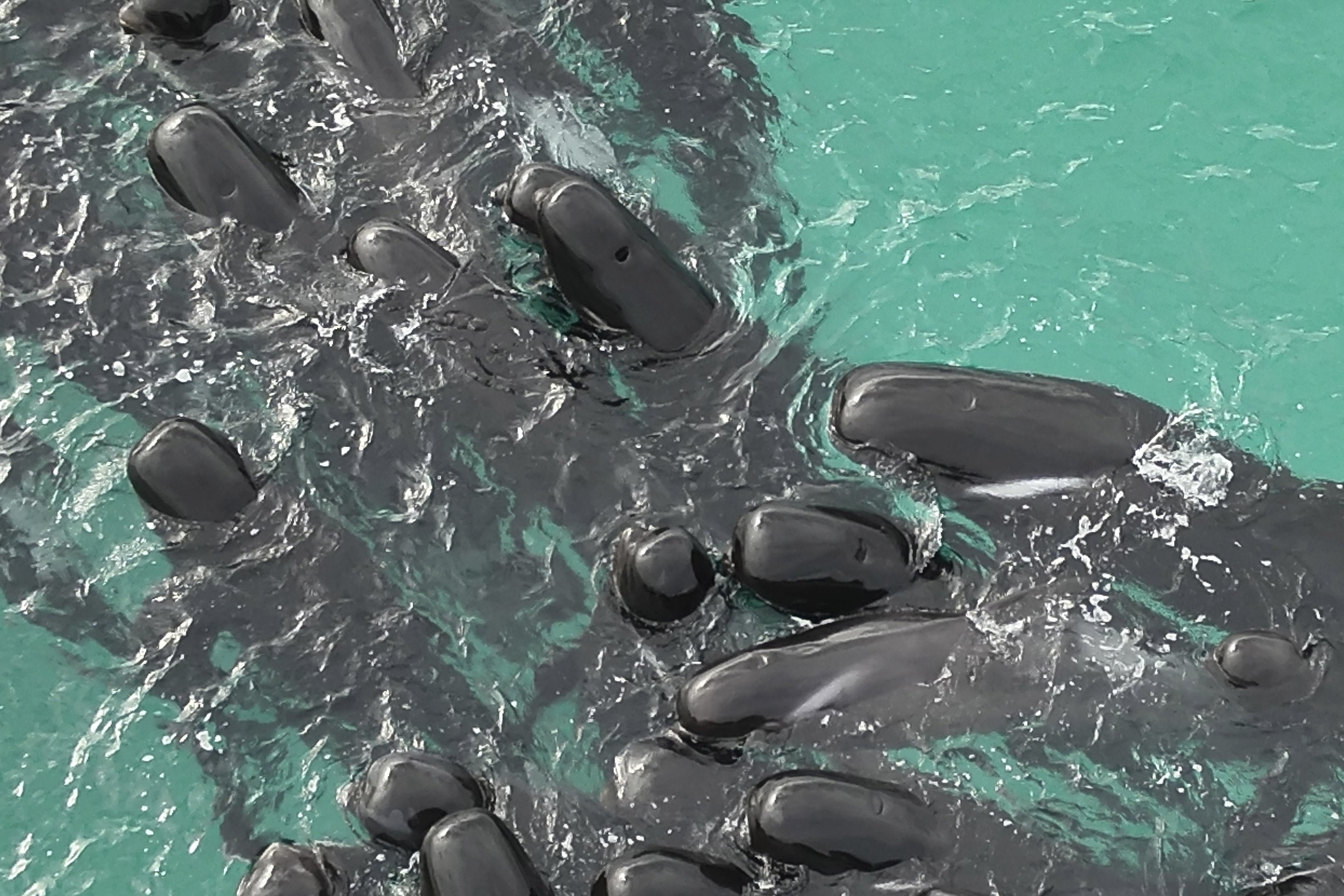 Volunteers working to save nearly 100 beached whales in Australia, but more  than half have died