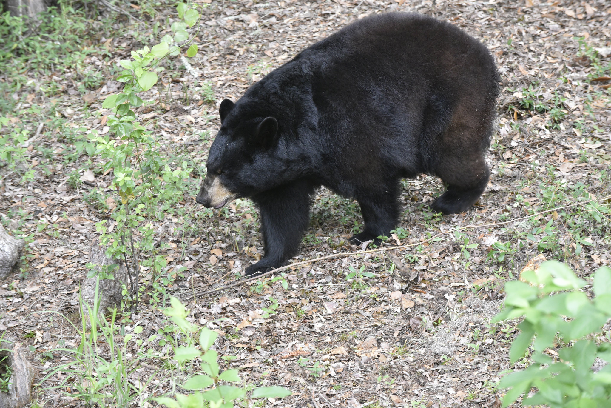 Black Bears Are Rebounding—What Does That Mean For People?
