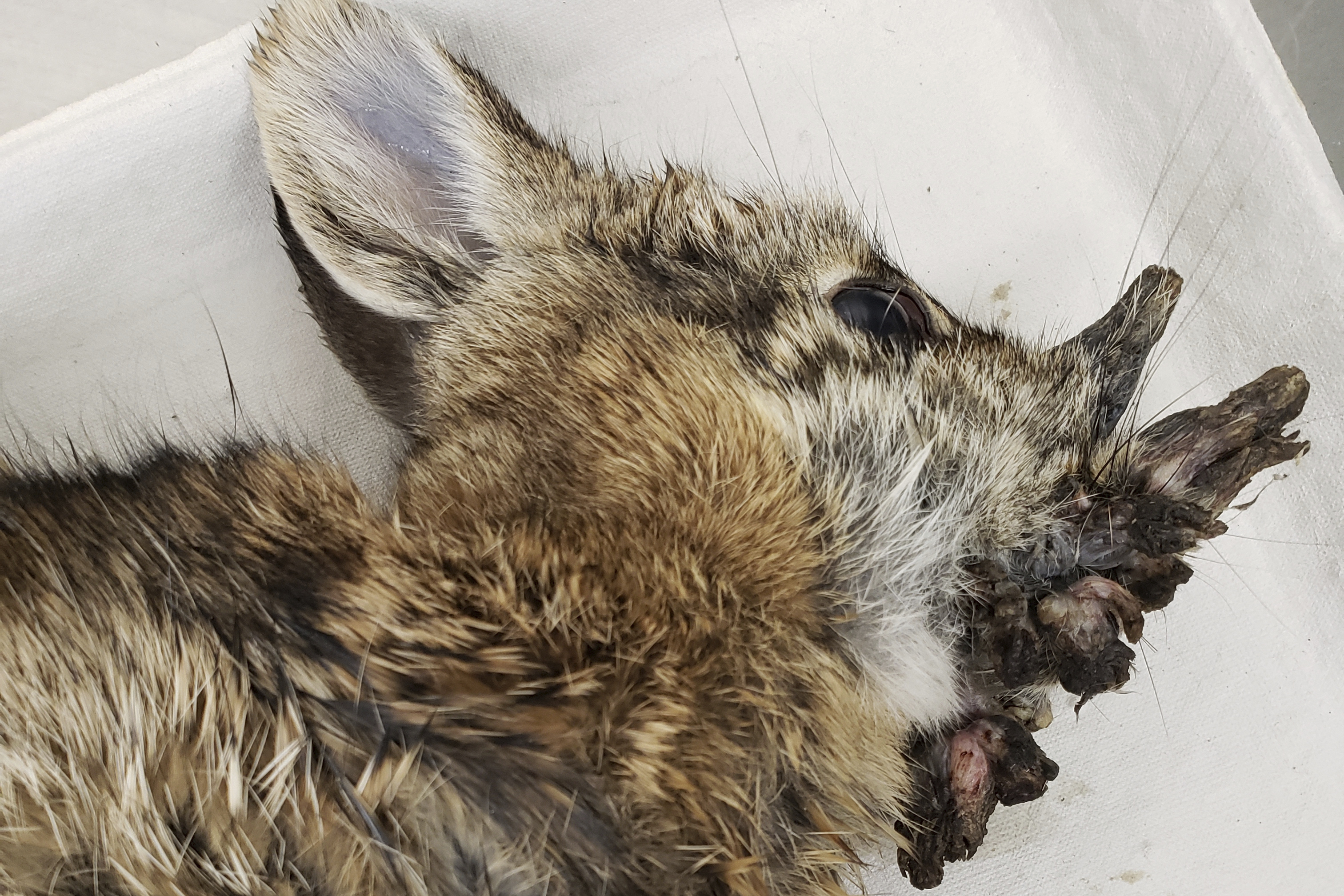 Rabbits with 'horns' in Colorado are being called 'Frankenstein