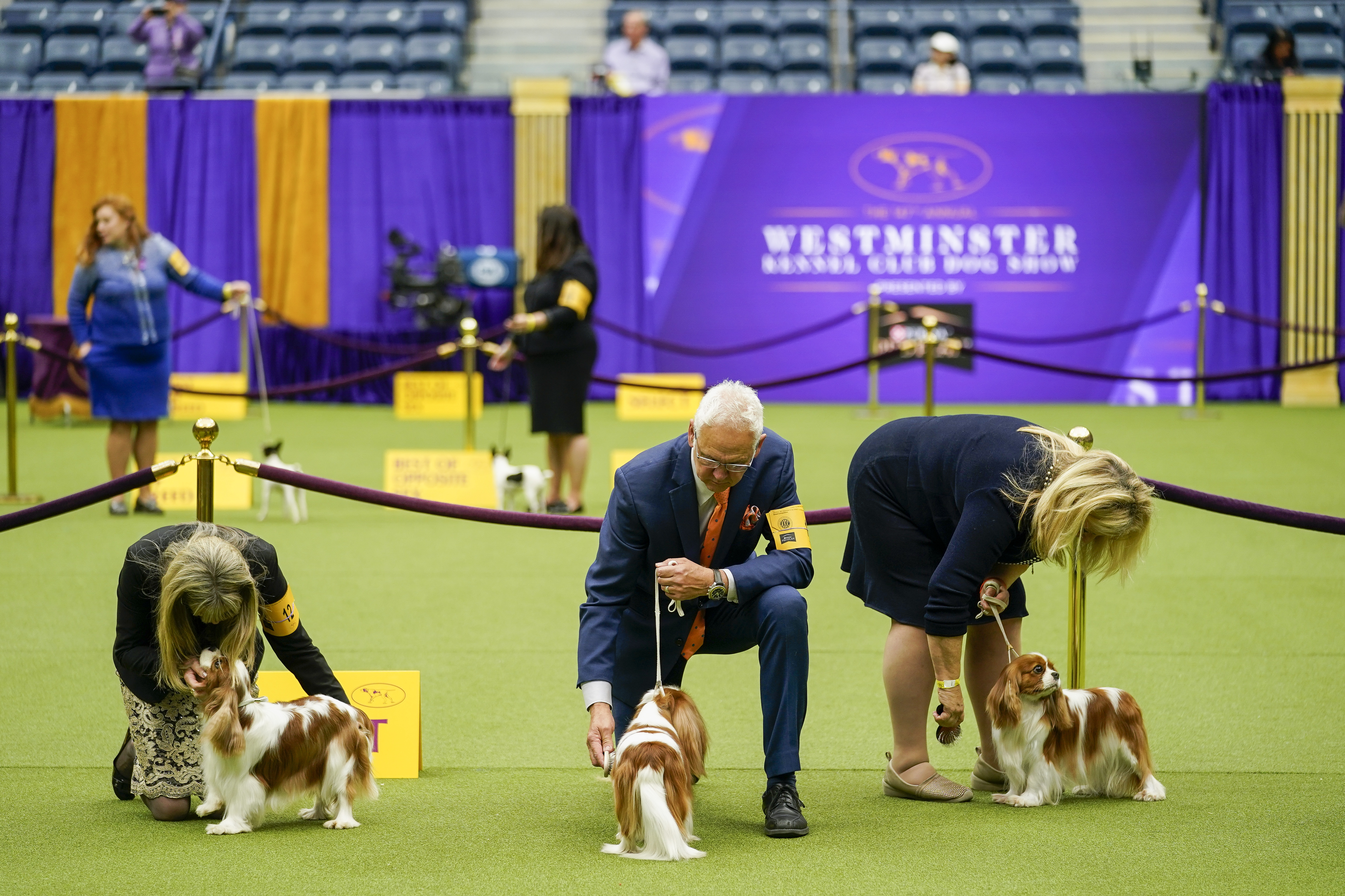 Westminster dog show clearance king charles cavalier