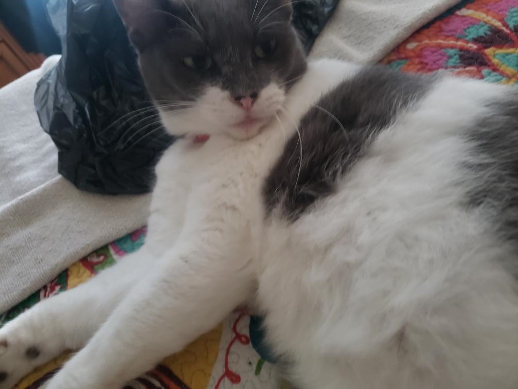 family cats　0507 After 30 cats found by Southern State Parkway, man says he