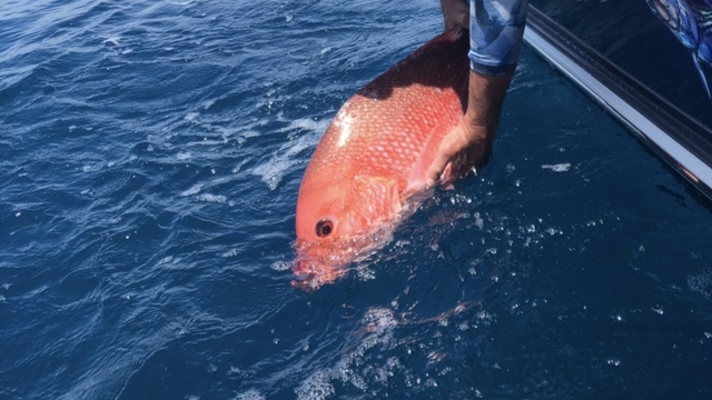 Descending devices and non-offset hooks soon to be required for  snapper-grouper fishing