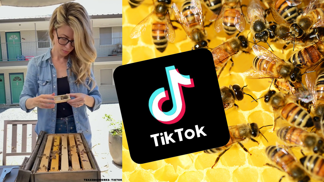 Tampa Bay's TikTok-famous beekeeper finds success with sweat and honey