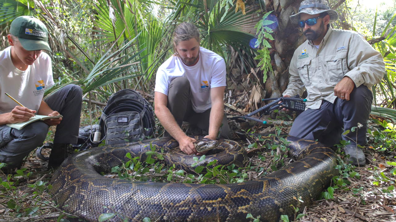 Massive, 9-foot albino boa constrictor found in Florida backyard 