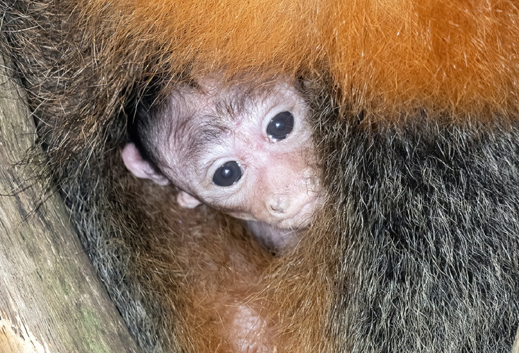 Meet the newest White-Faced Saki monkey at Zoo Miami