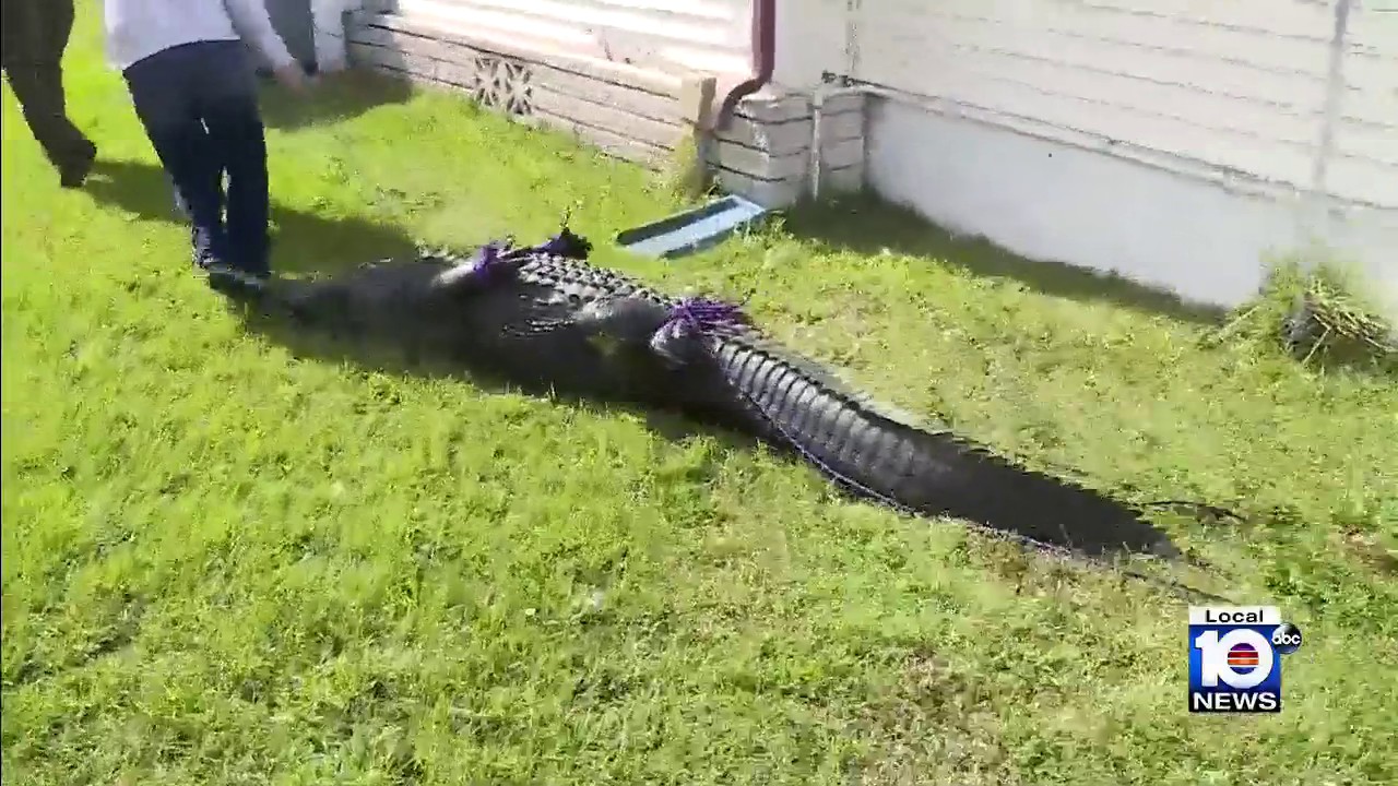 On camera, 85-year-old Florida woman killed by alligator while trying to  protect her dog