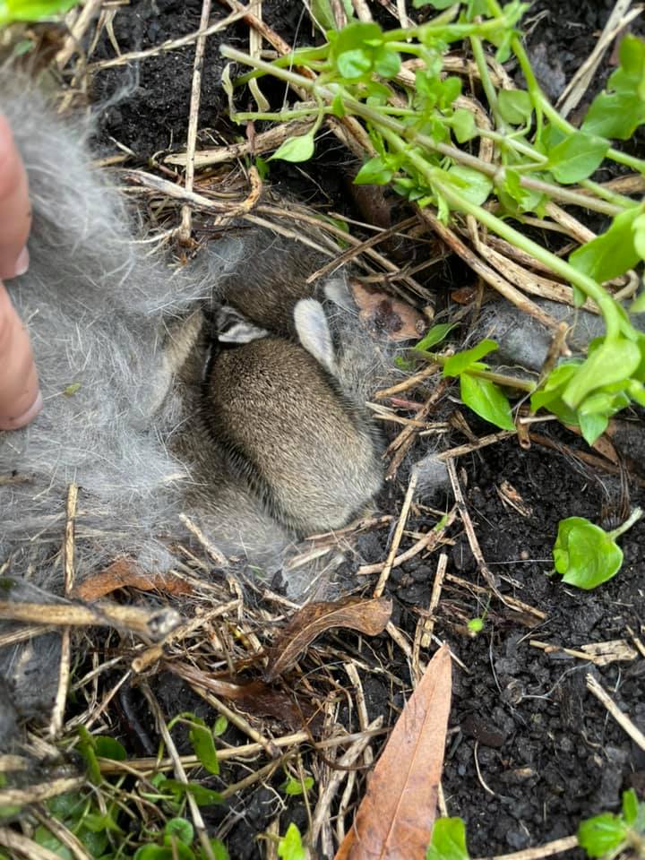 Know before you mow: How to spot a rabbit nest before mowing your lawn