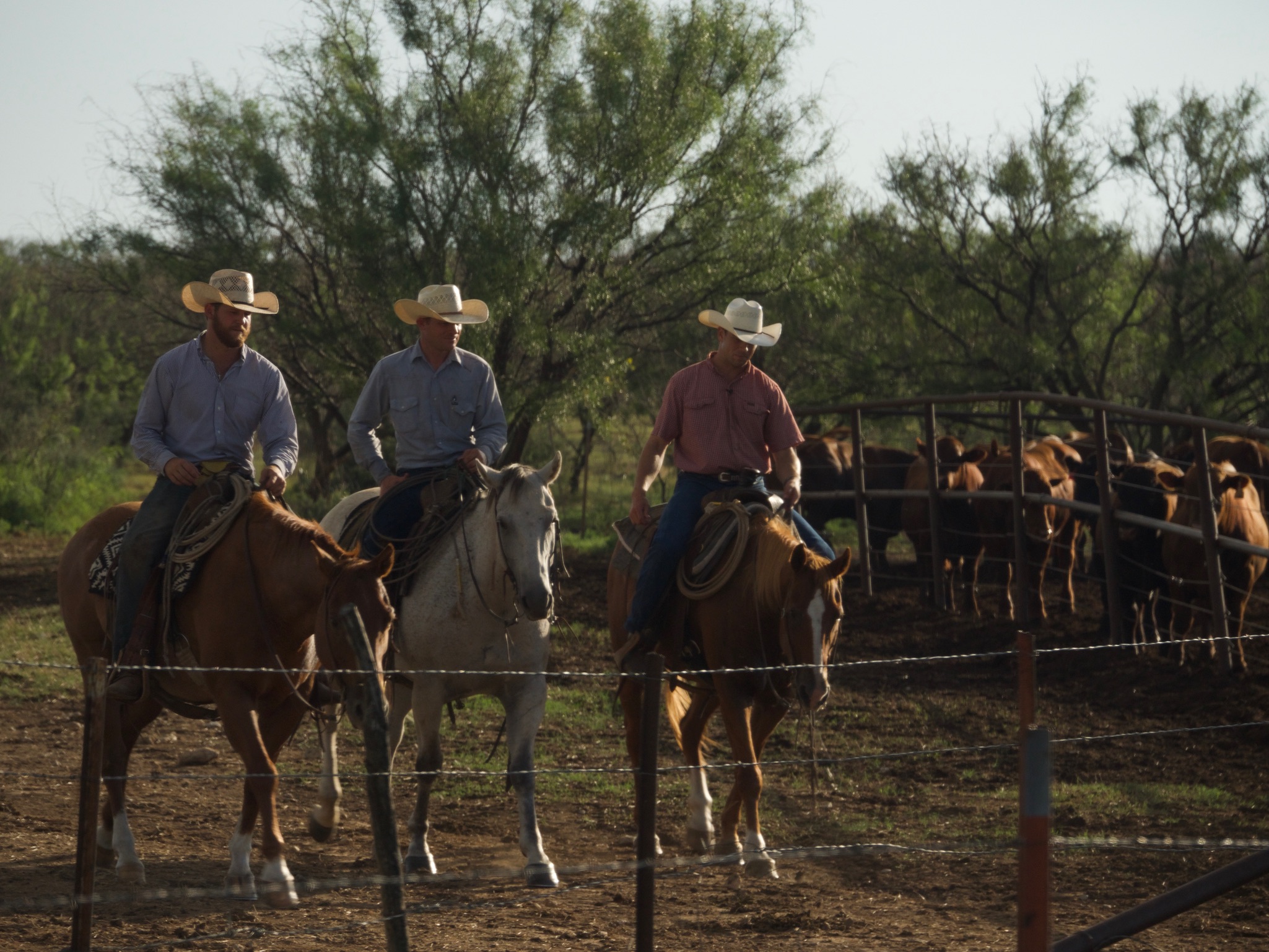 Watch Cowboys Without Borders