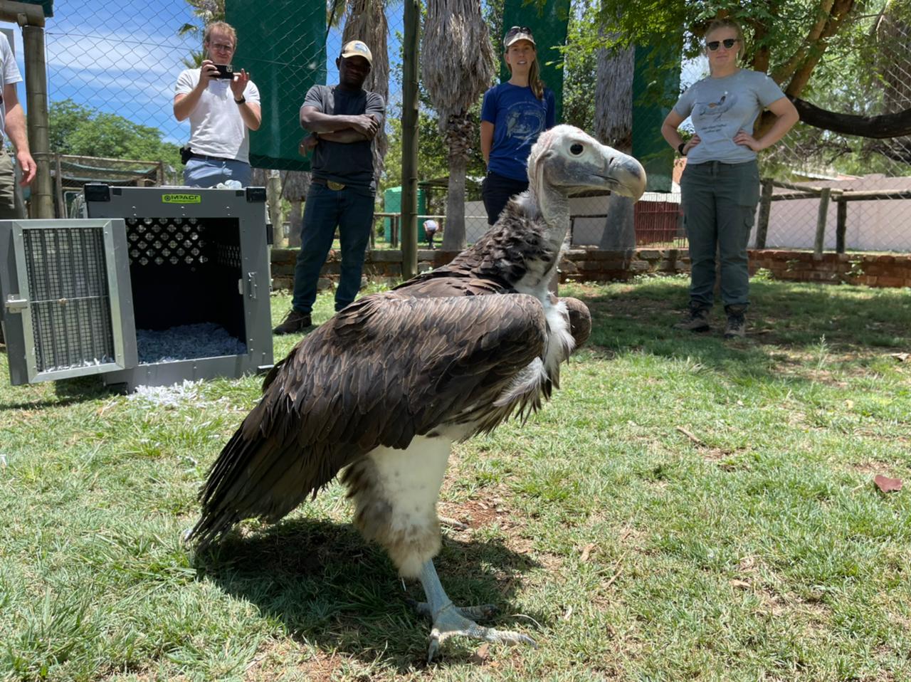 The surprising value and sorry fate of Zimbabwe's last vultures