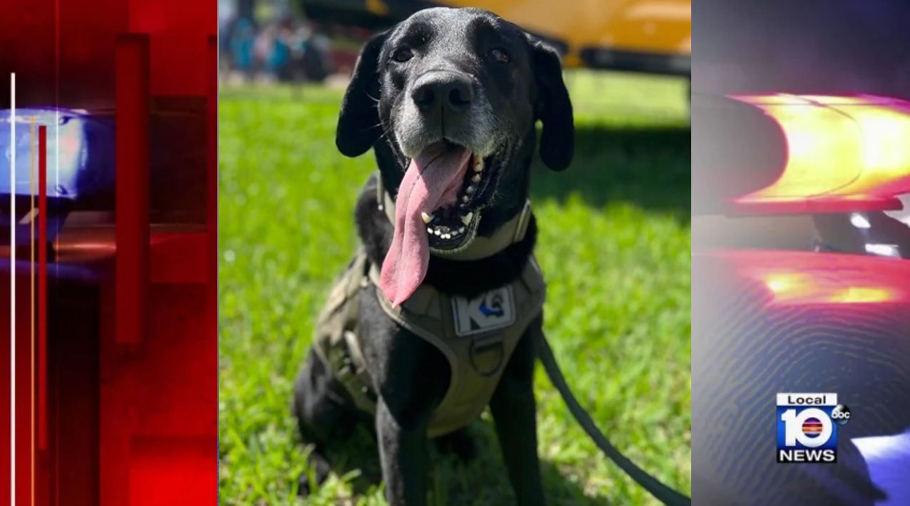 Hospital mourns death of beloved therapy dog