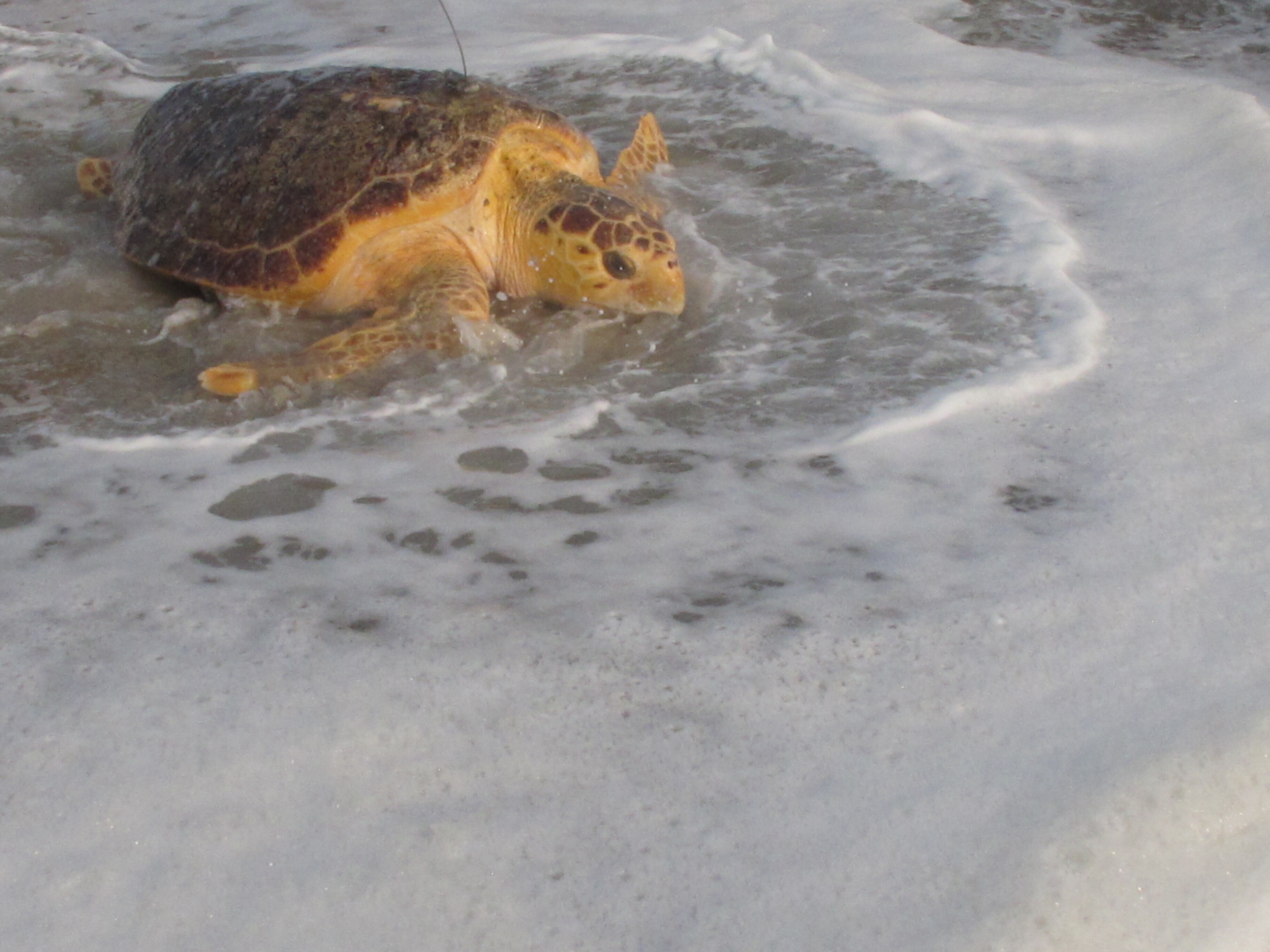 Sea Turtle Preservation Society saves stranded turtle in Melbourne Beach