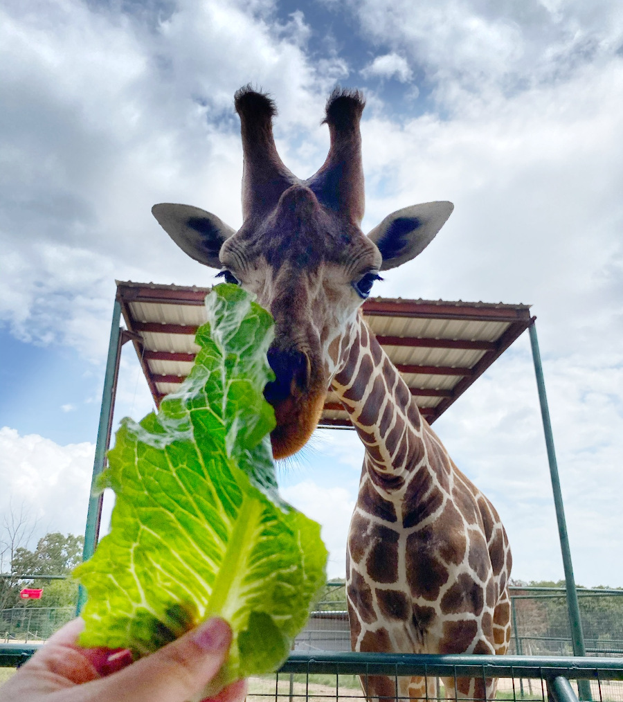 Aggieland Wild Animal Safari