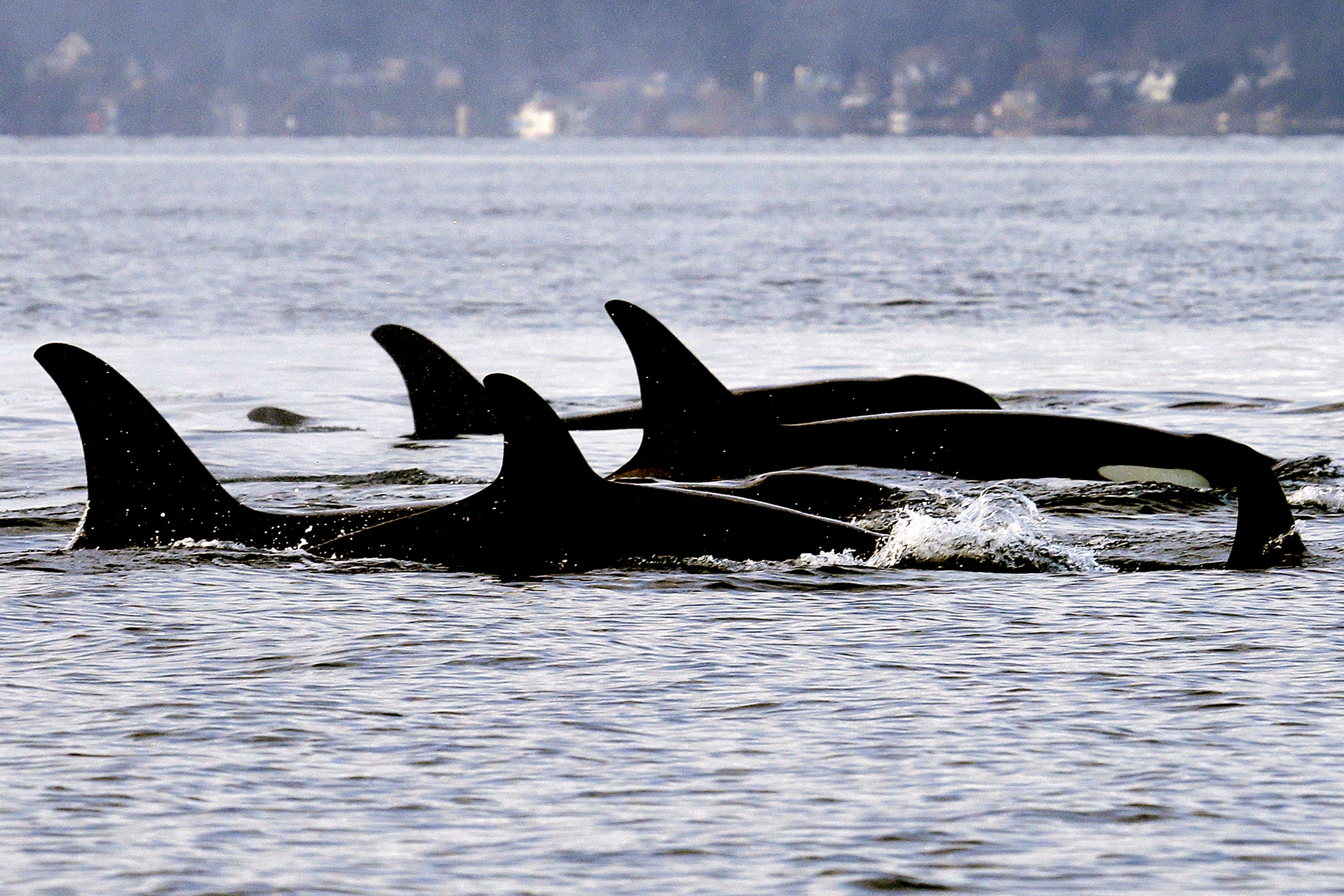 52 years after capture, orca Lolita may return to Pacific