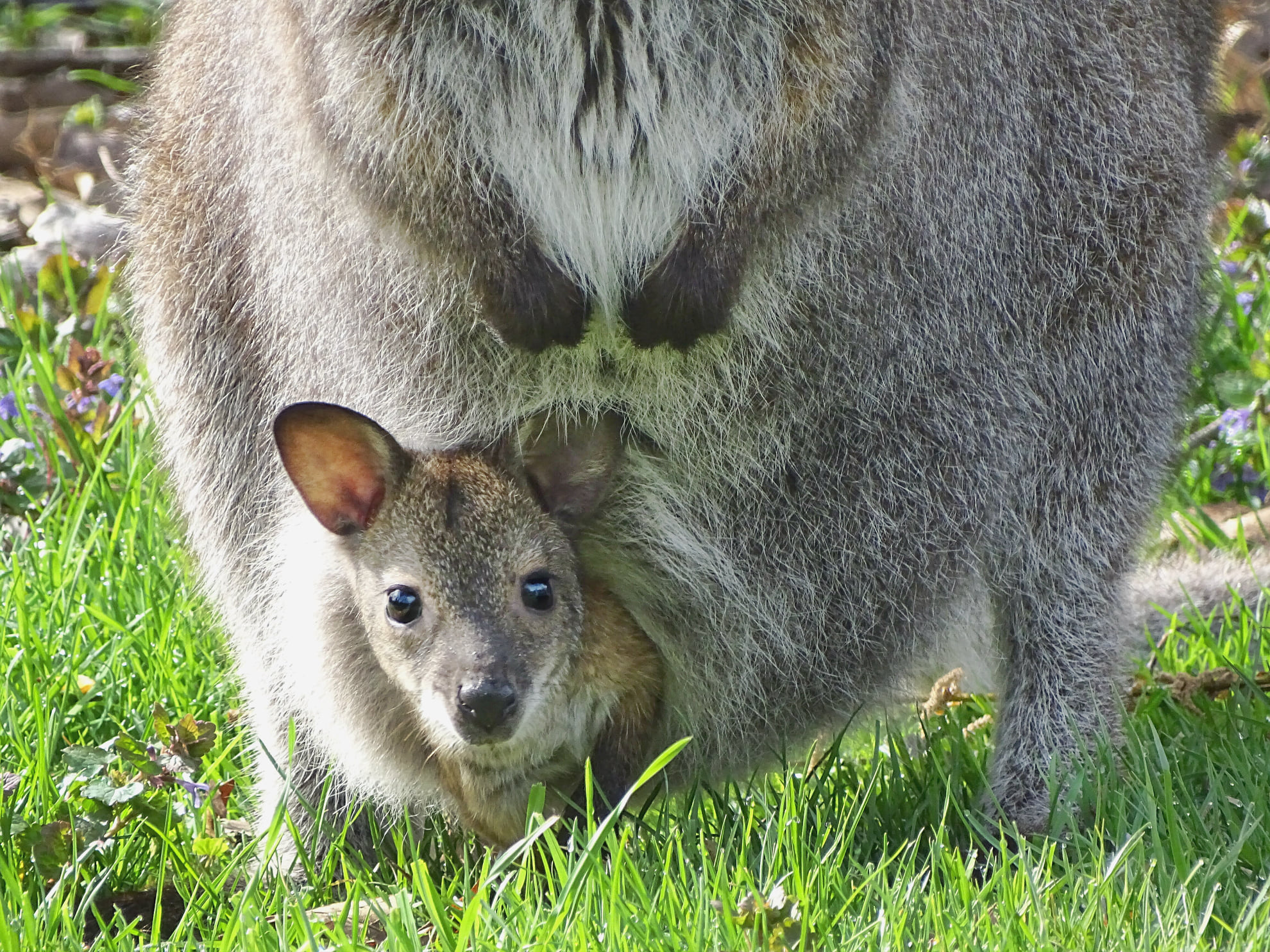 Detroit Zoo calls off search for missing 5-month-old wallaby