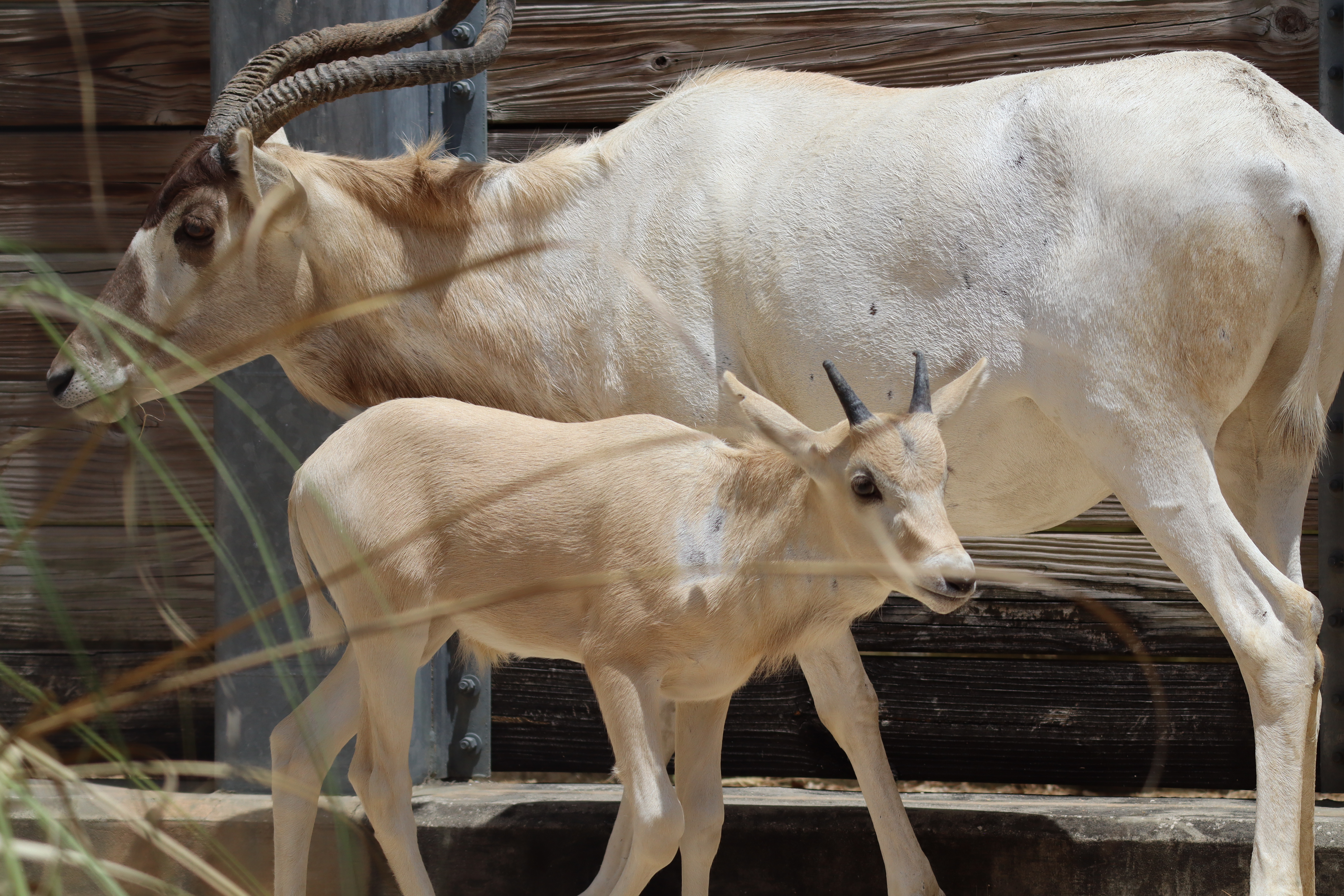 Disney's Animal Kingdom Lodge welcomes baby zebra