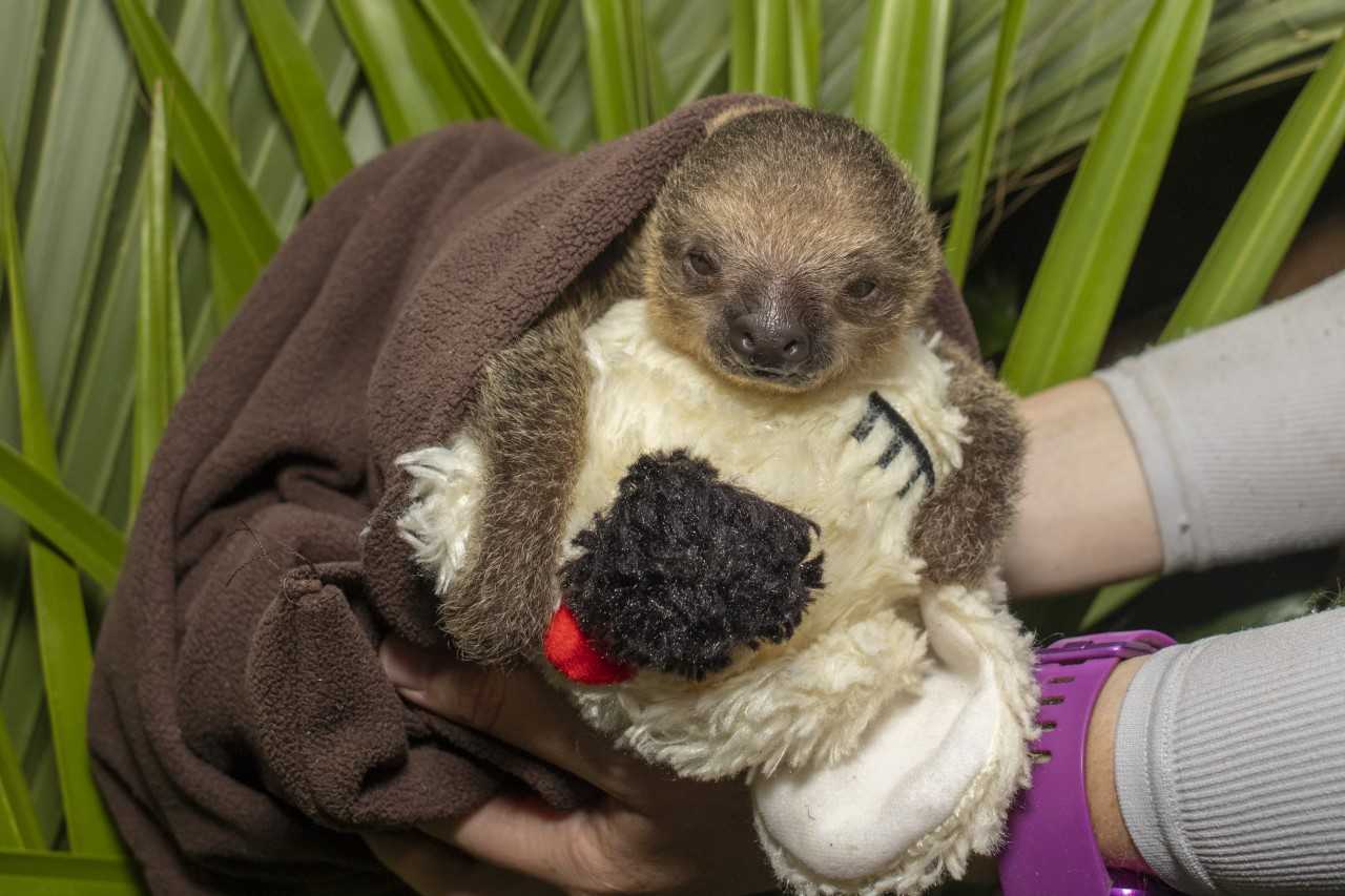 sloths cuddling
