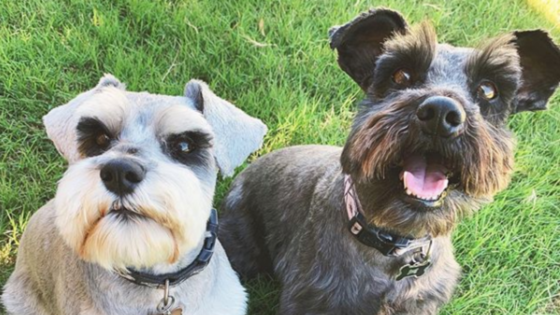 It's National Dog Day, so here are 12 canine baseball fans