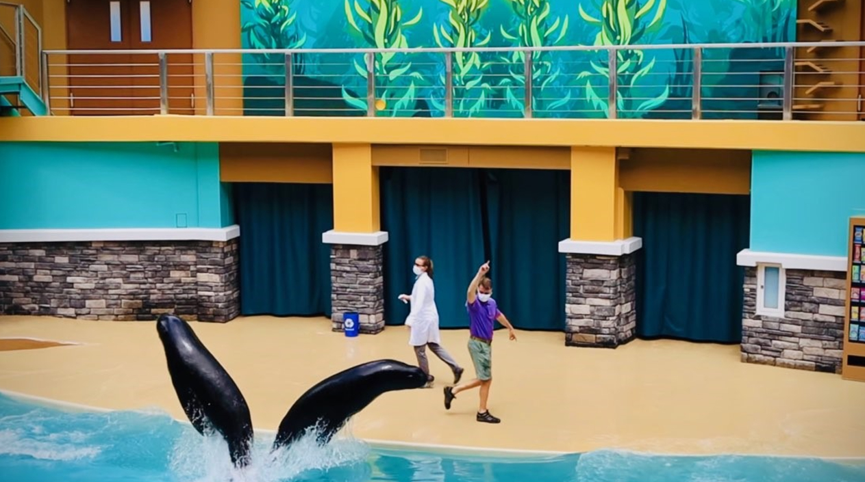 SeaWorld Suspends Sea Lion, Otter Show to Care for Rescues - Times of San  Diego