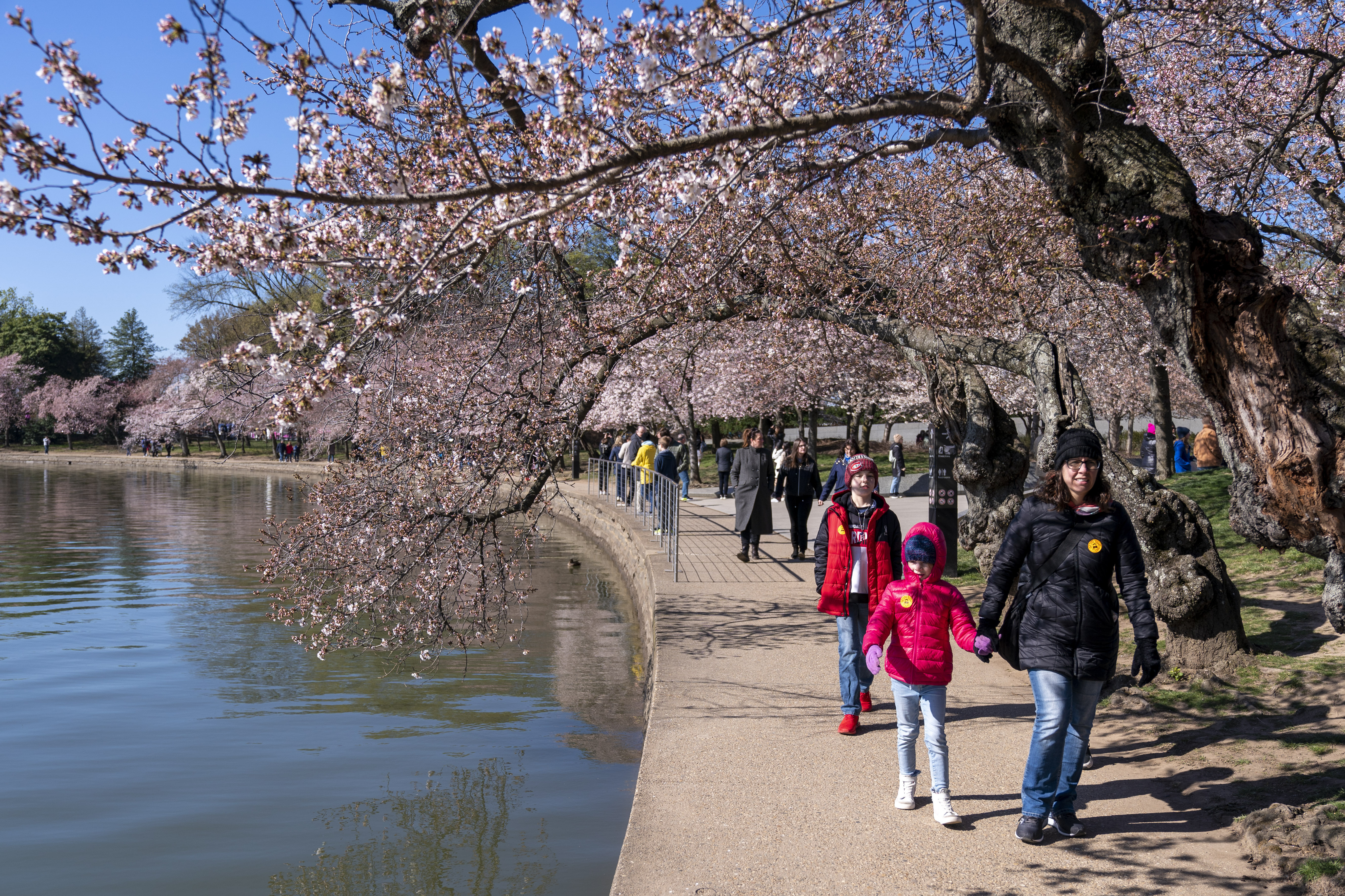 Here's Where You Can See Cherry Blossoms In The U.S.