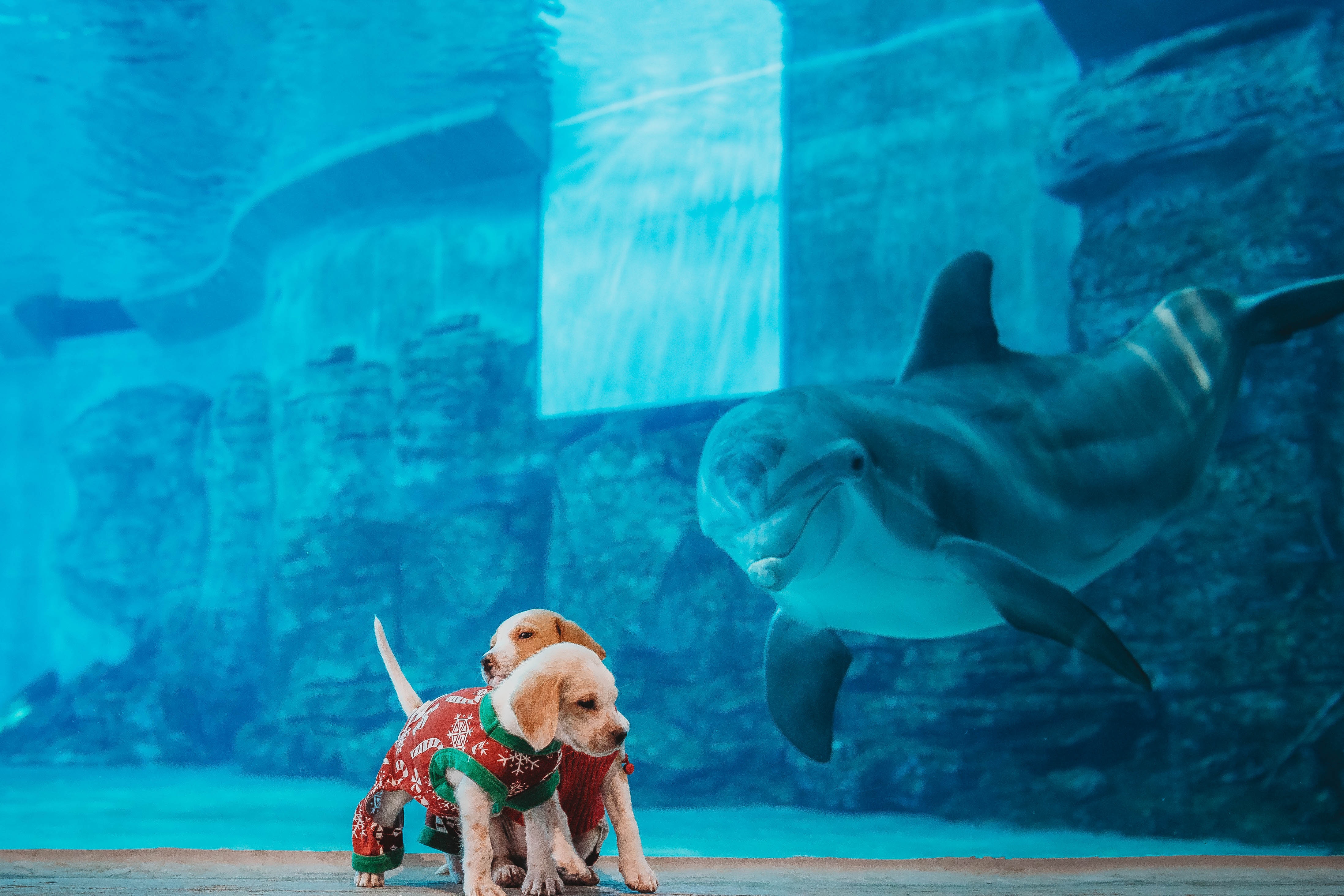 Finned, furry, and human: Clearwater Marine Aquarium to celebrate