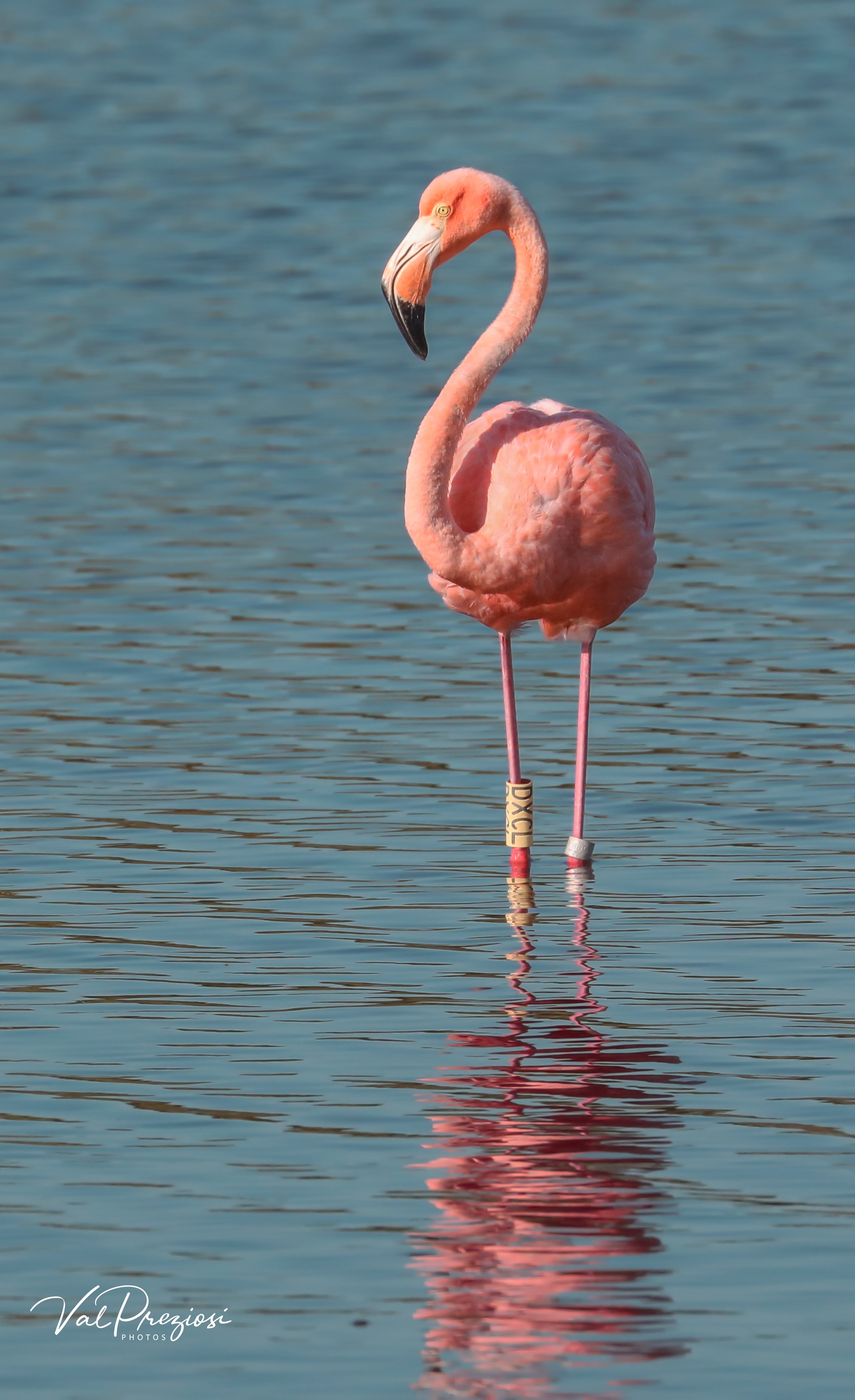 Have you seen the pink flamingos in the Florida Keys? Residents