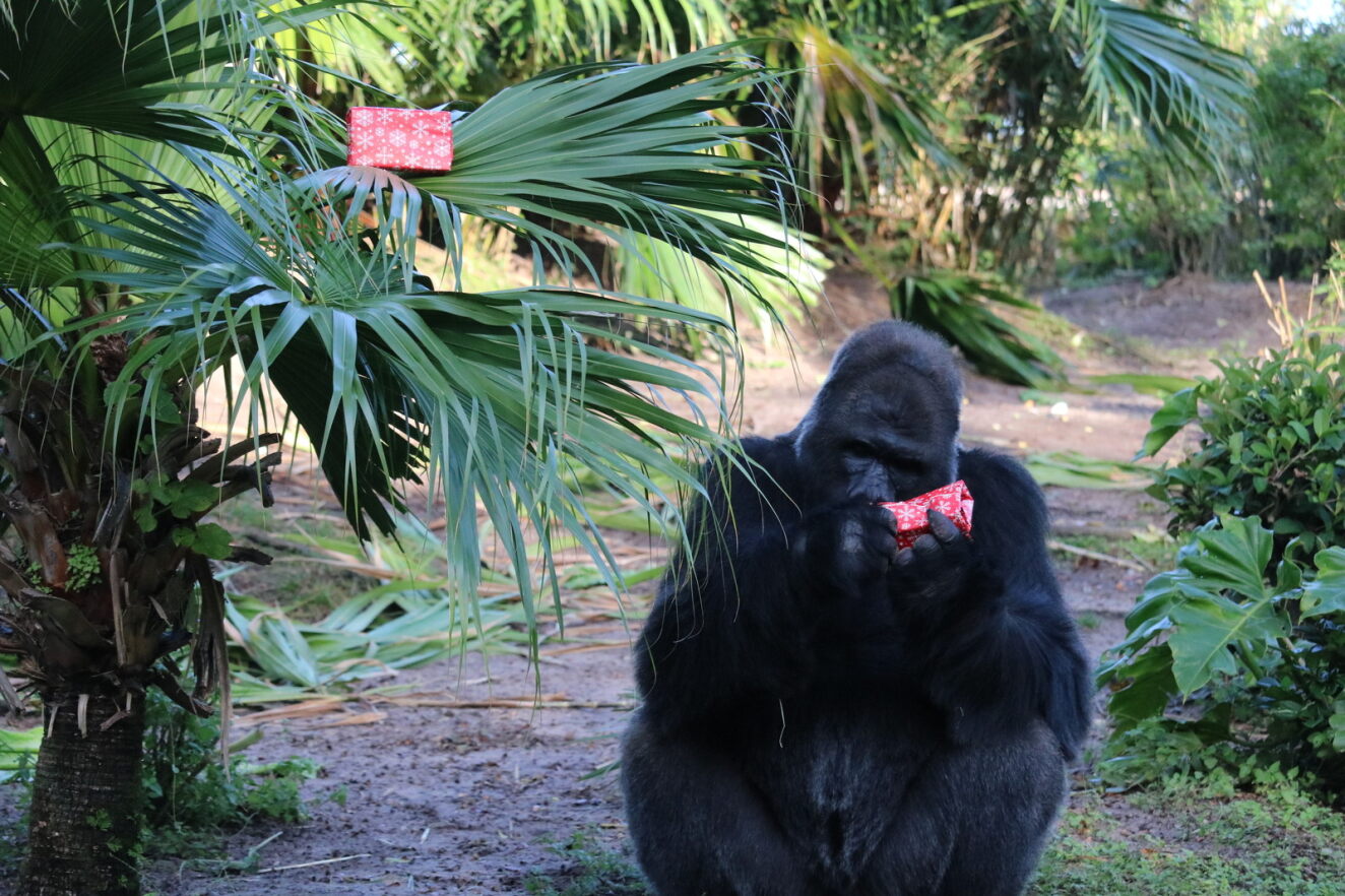 Gorillas get Christmas gifts at Disney World