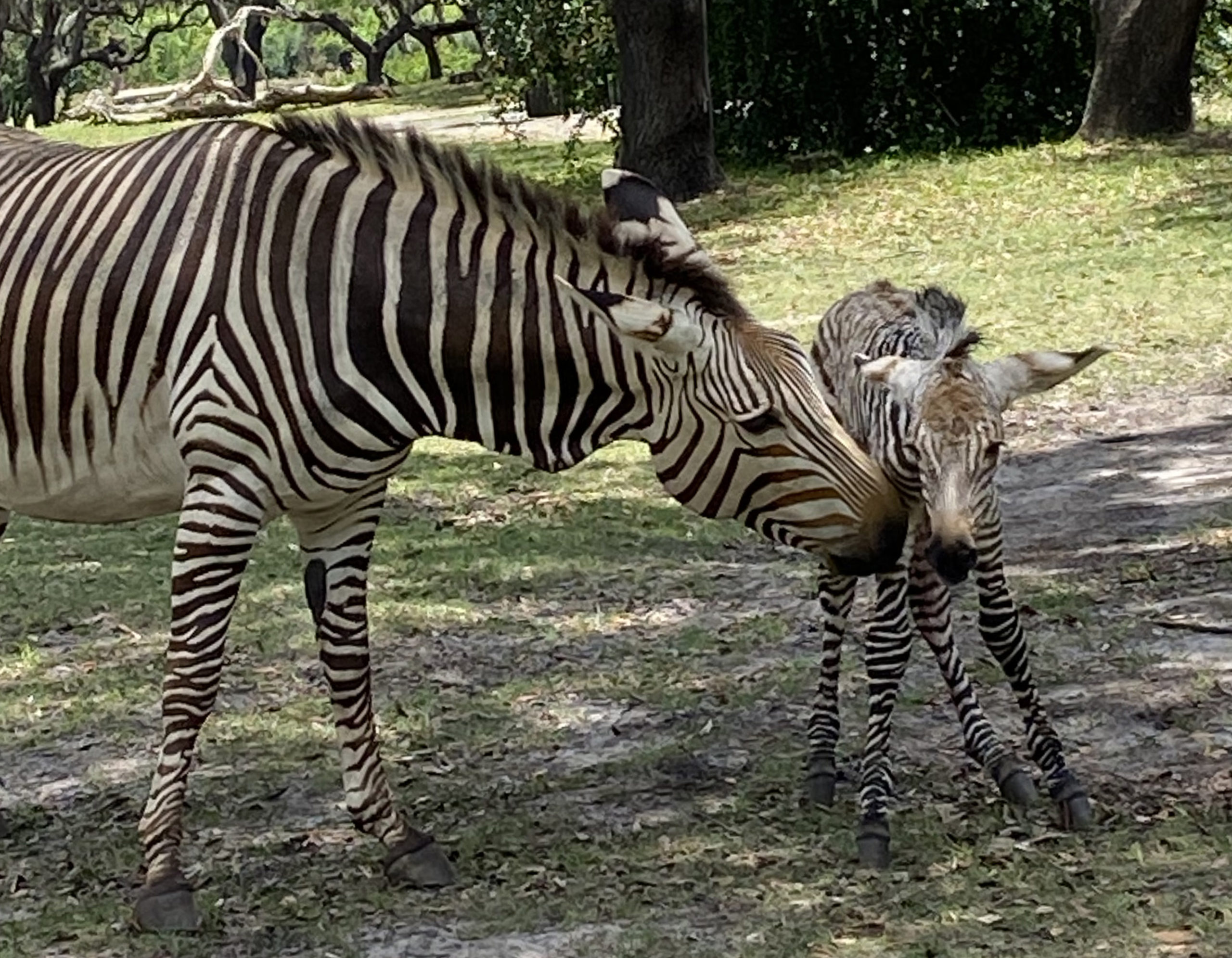 Disney S Animal Kingdom Welcomes New Baby Zebra