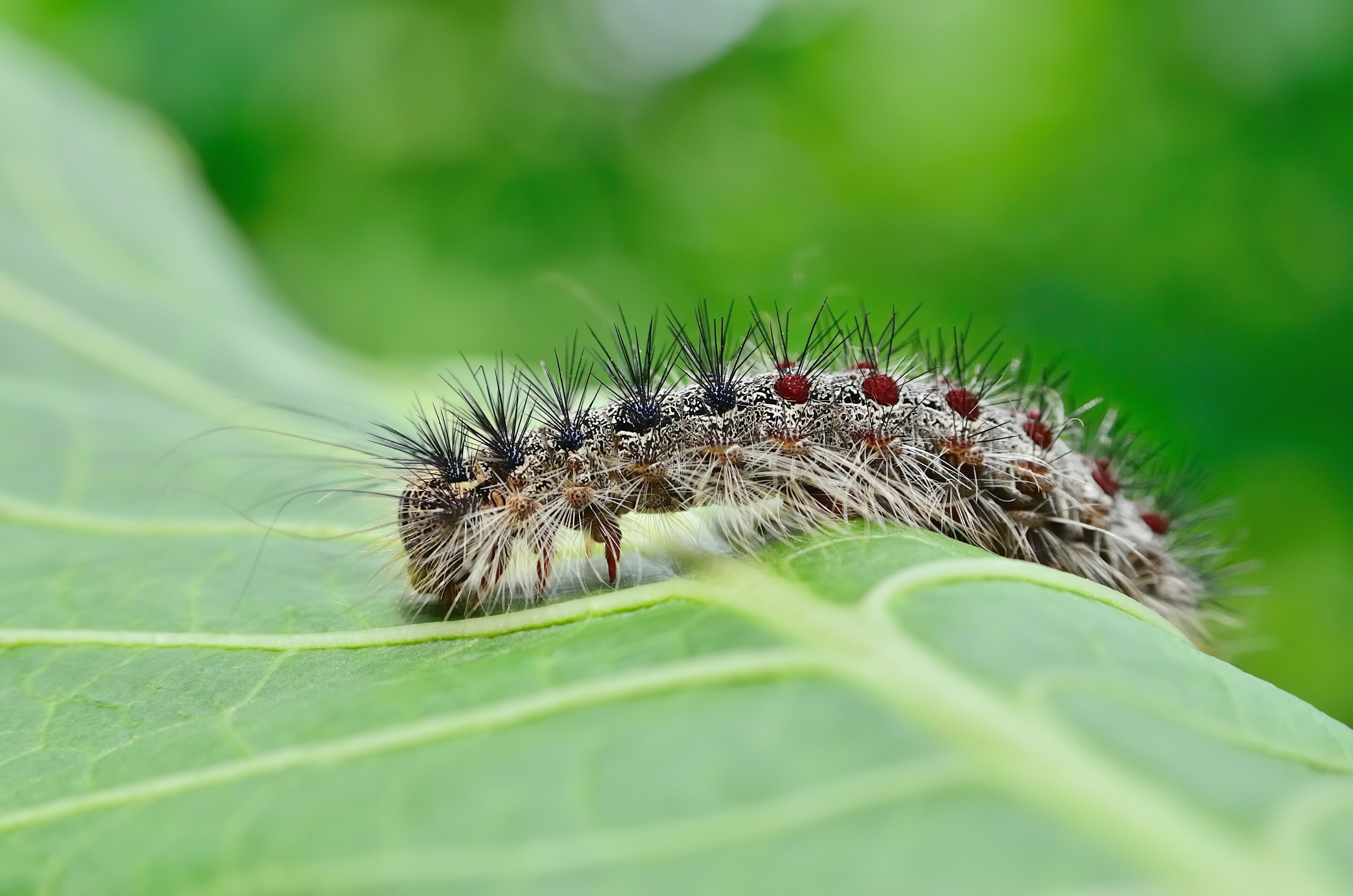 Gypsy Moth Traps - CLARE CONSERVATION DISTRICT