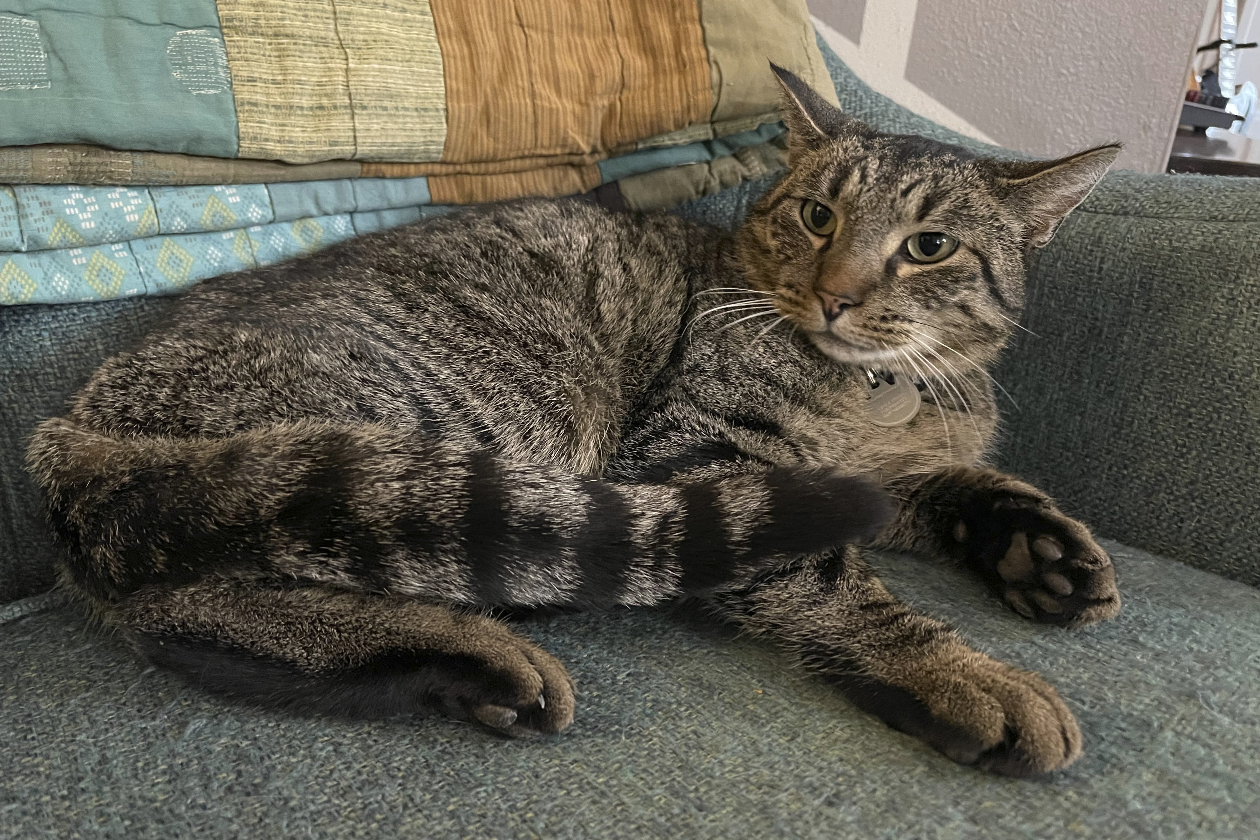 CAT★ A cat named Drifter is safe after sneaking out and getting trapped