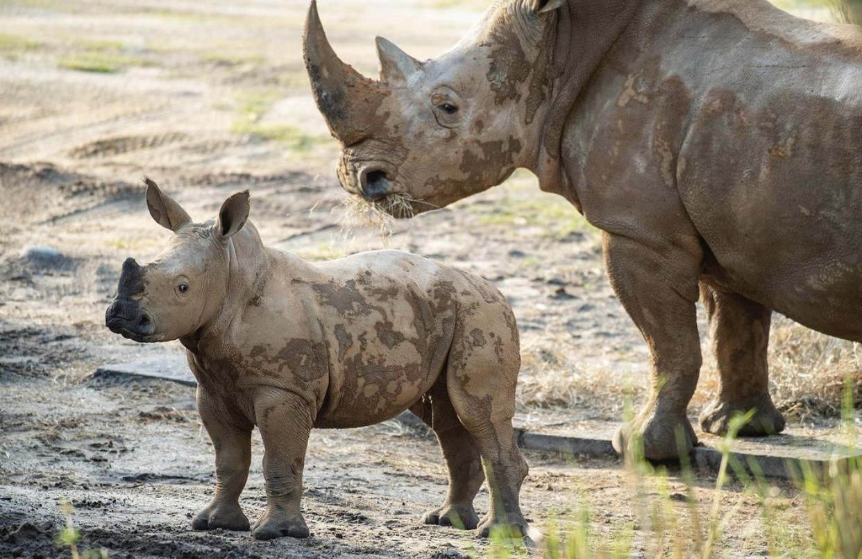 Ranger the baby rhino makes big savanna debut at Disney's Animal Kingdom