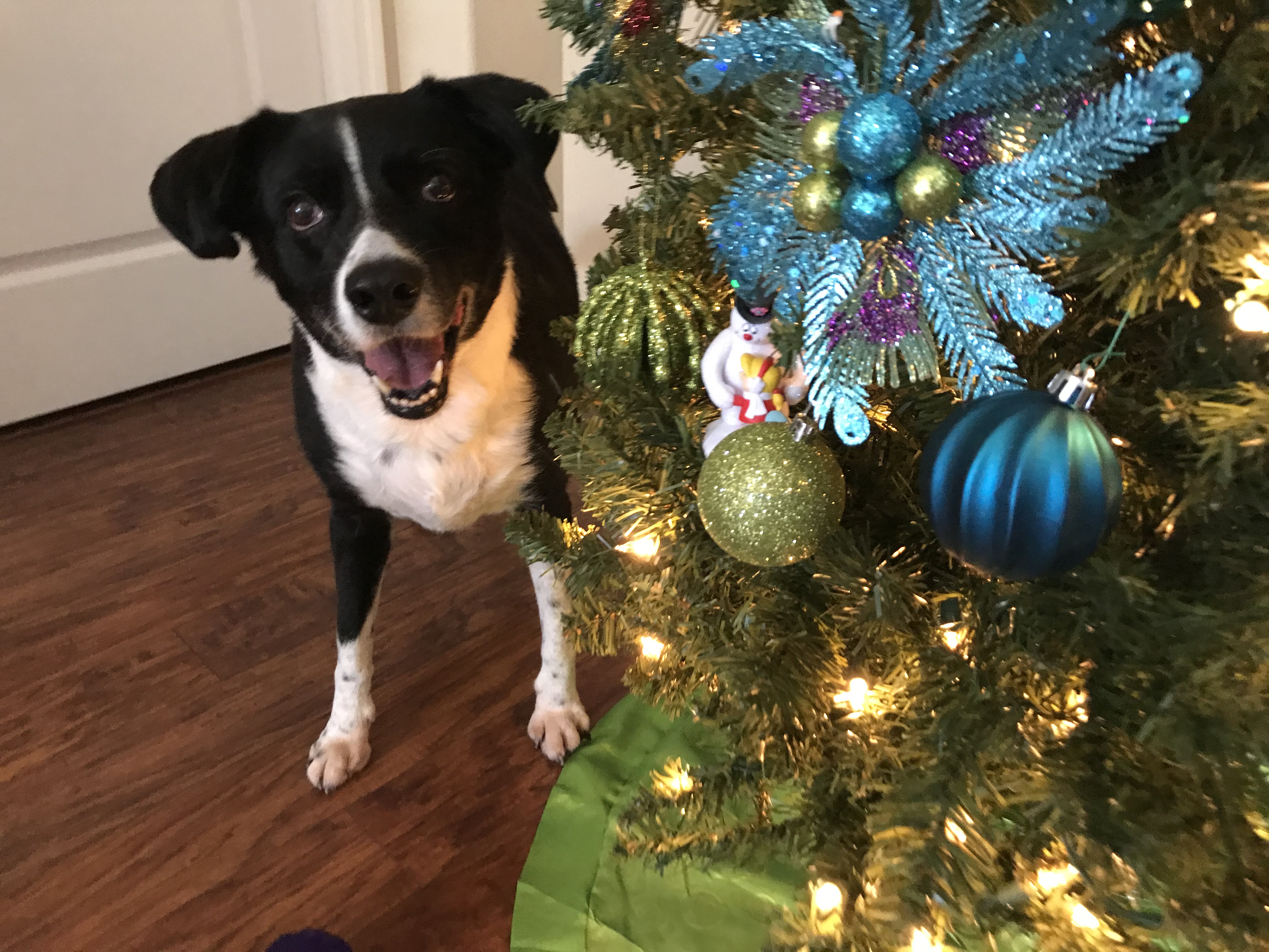 Weird Light In The Sky In Volusia County Florida Christmas Eve 2022 🔓Ultimate Holiday Guide: County-By-County Events