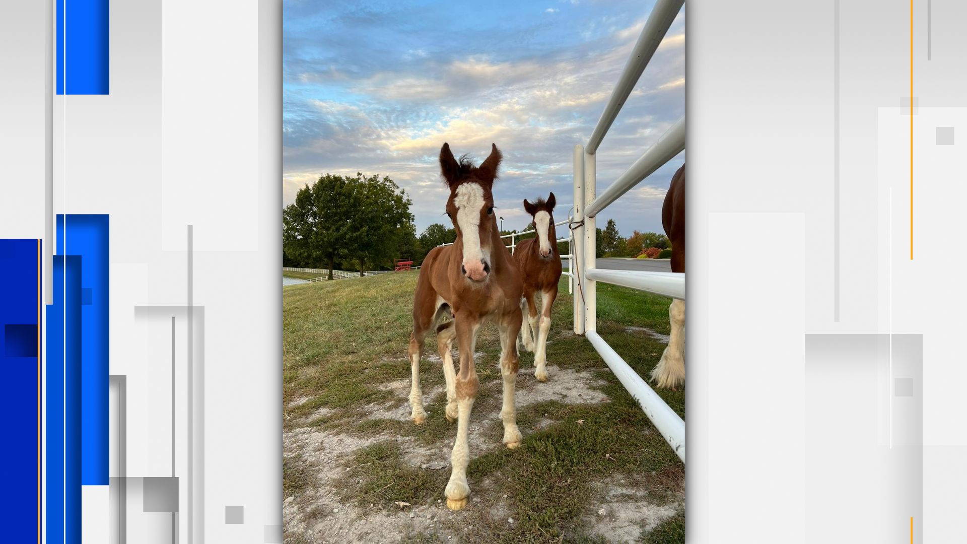 Budweiser Debuts 4 Baby Clydesdales Ahead of The Super Bowl: Photo