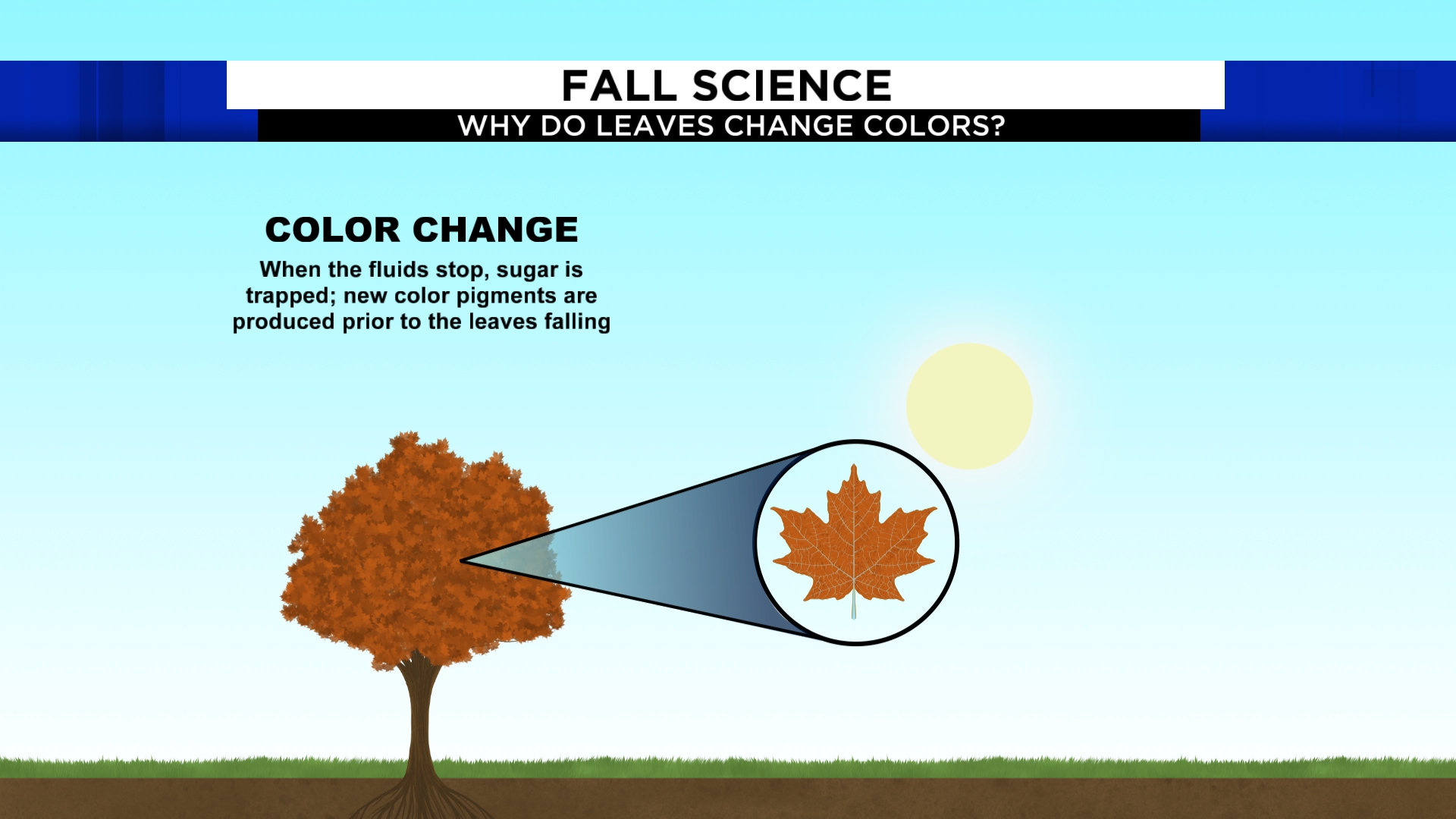 Why Do Leaves Change Colors in the Fall?