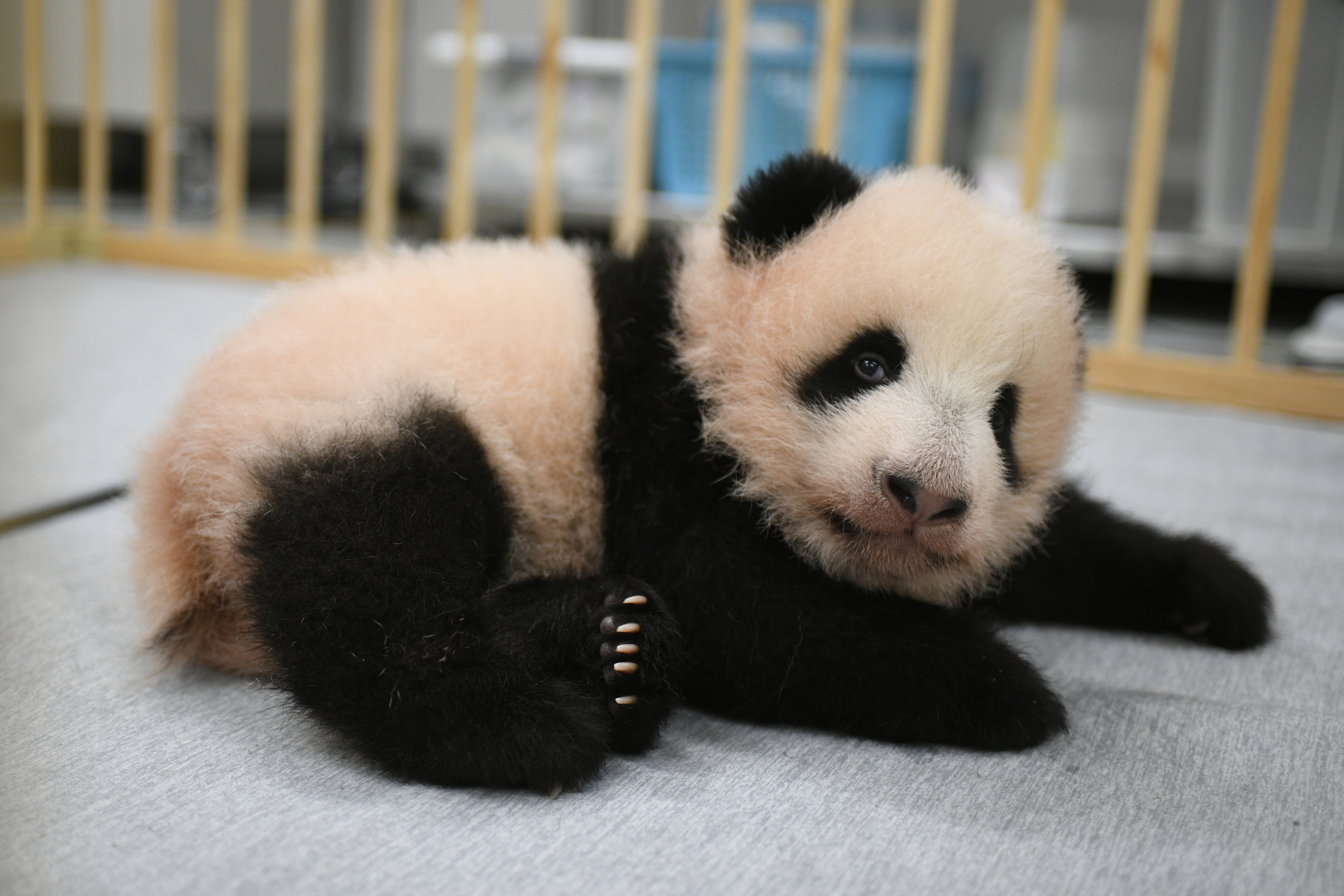 ⚠️パンダ Panda cubs at Tokyo zoo get their names, to debut in January