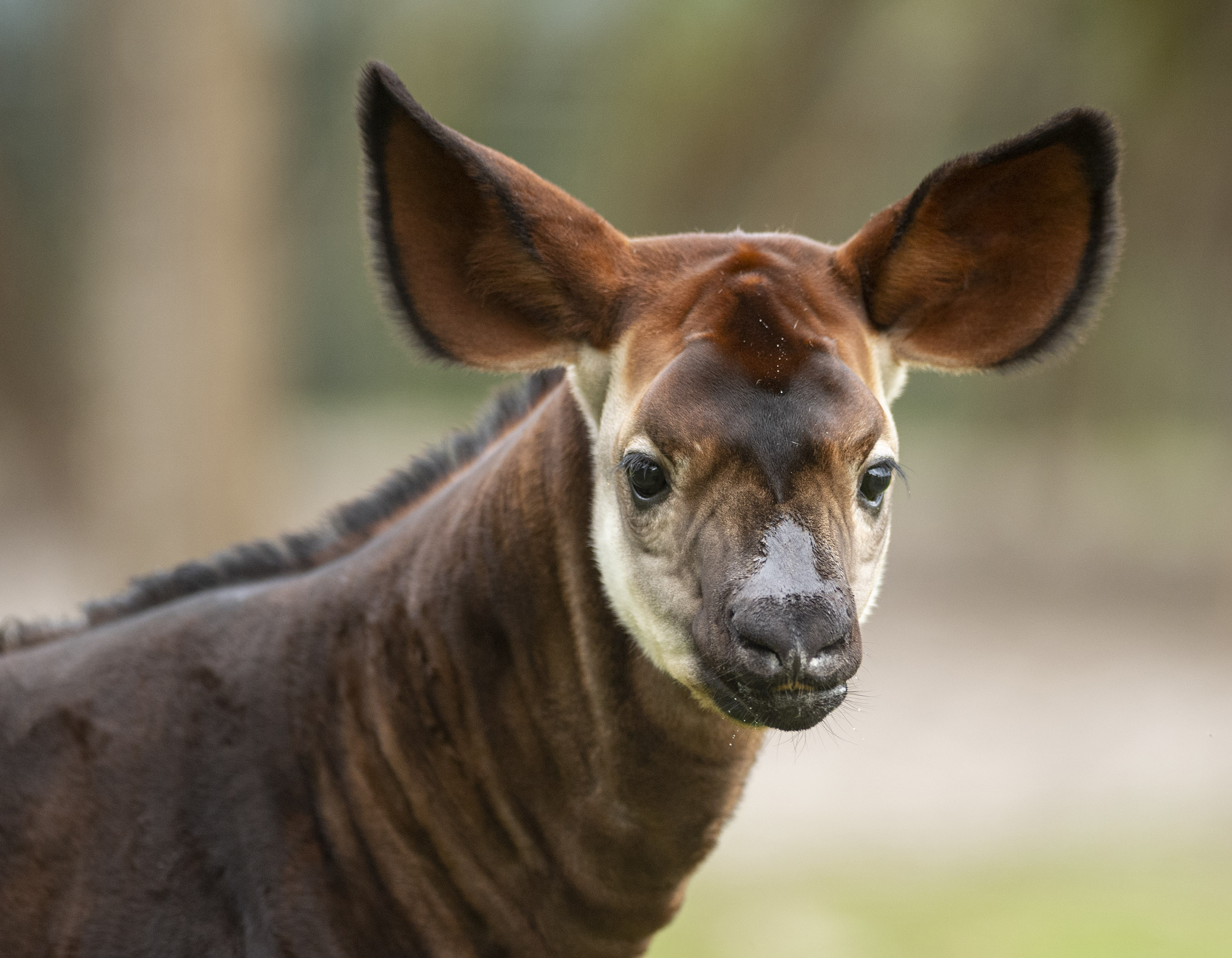 Meet Beni: Baby okapi makes debut at Disney's Animal Kingdom Lodge savanna