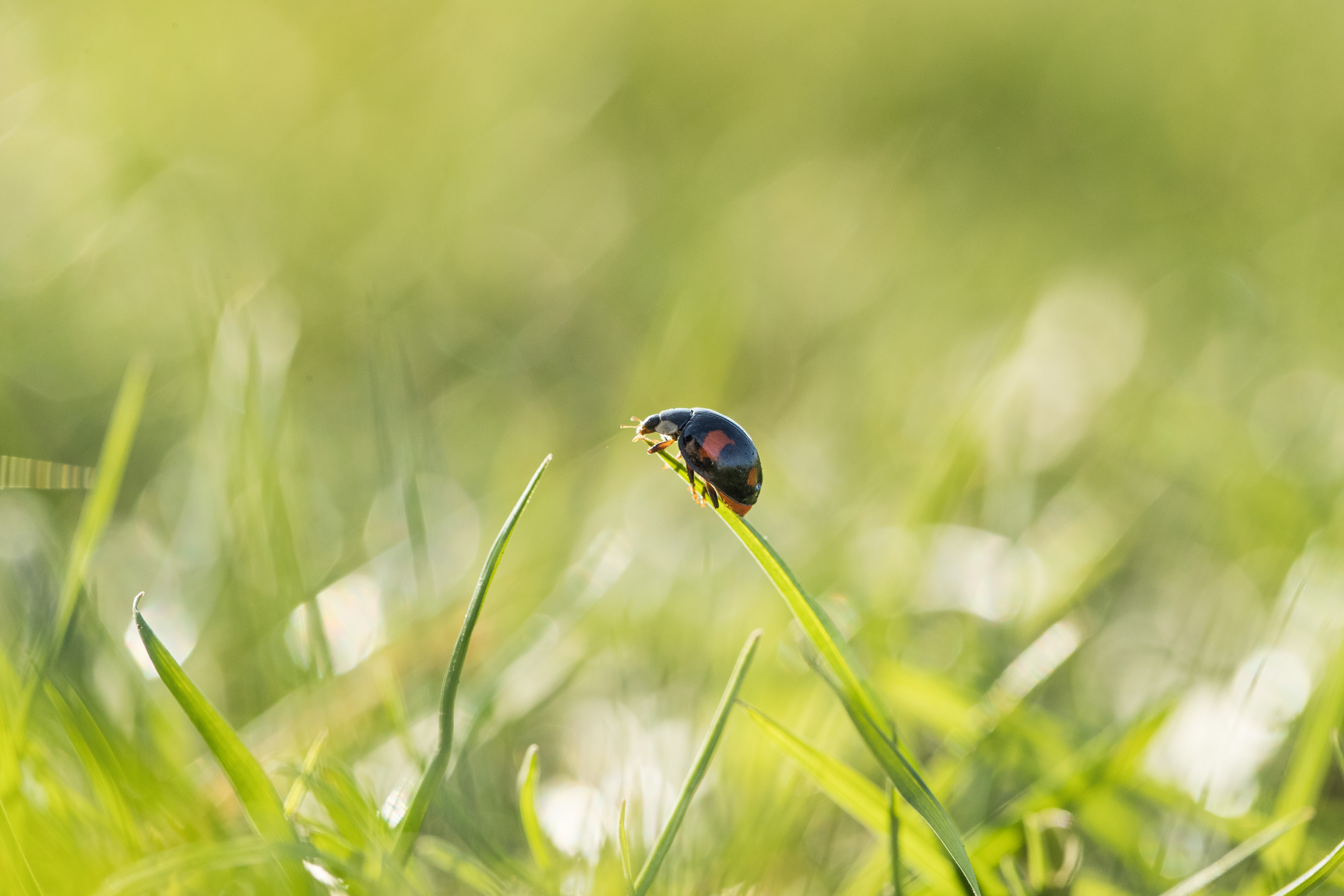 Finding Ladybugs In Your House? Here's What You Need To Know