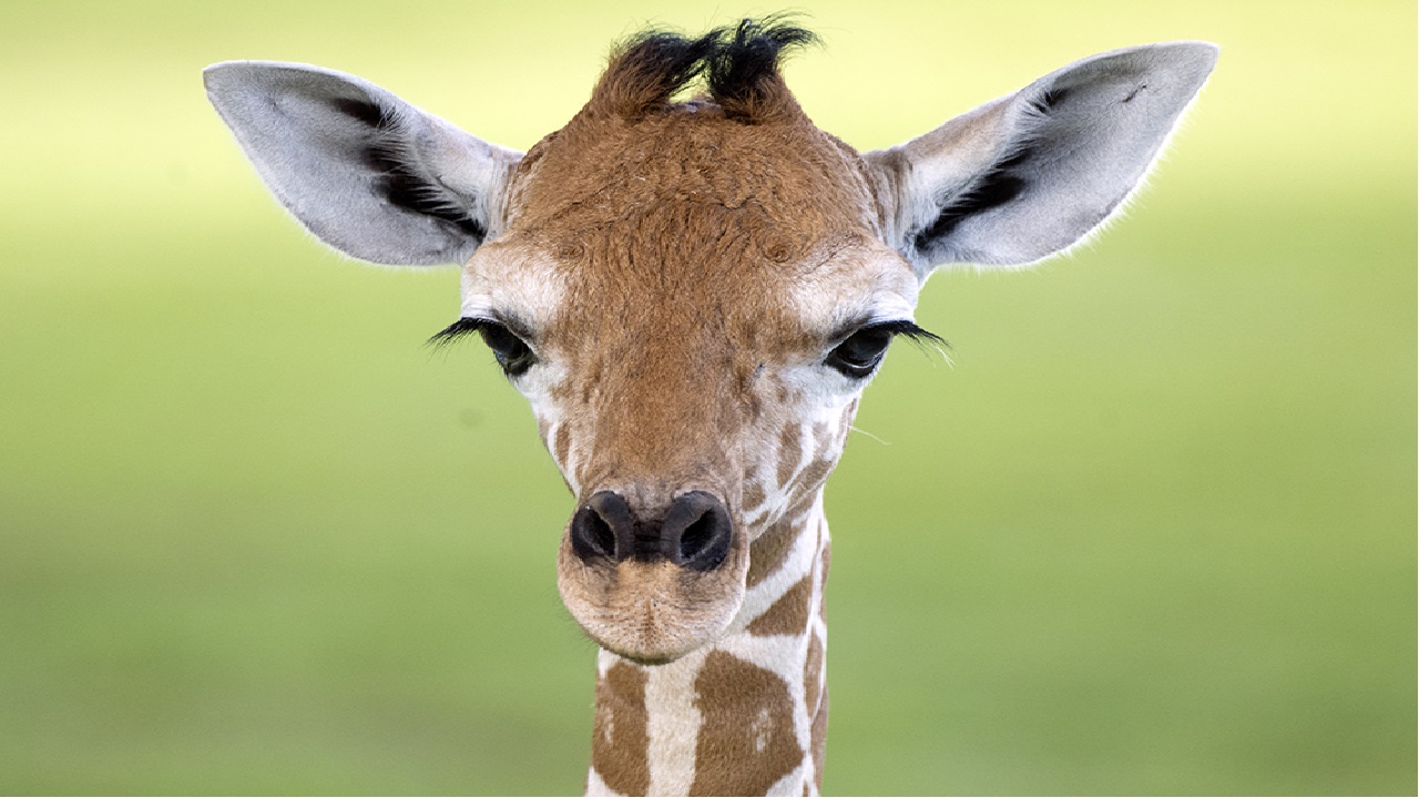 giraffe face photography