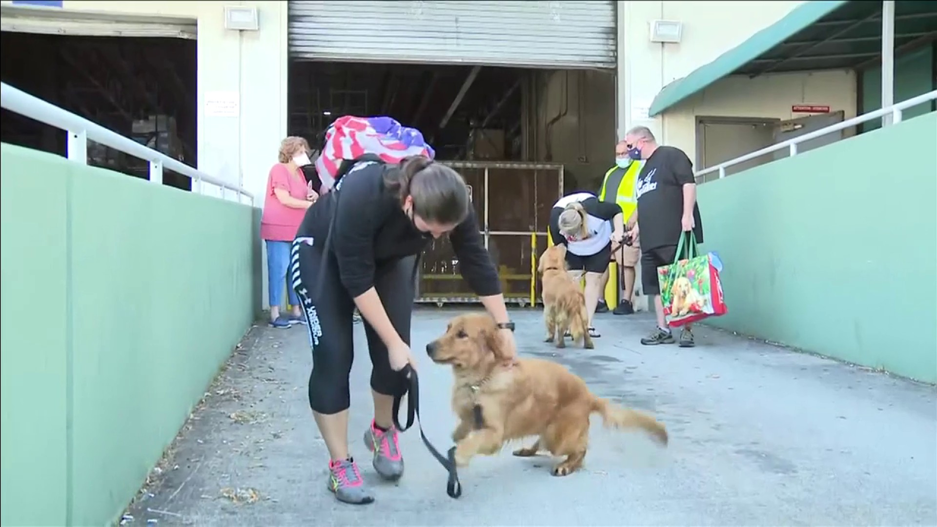 20 Golden Retrievers Saved From Slaughter Arrive In Florida From China