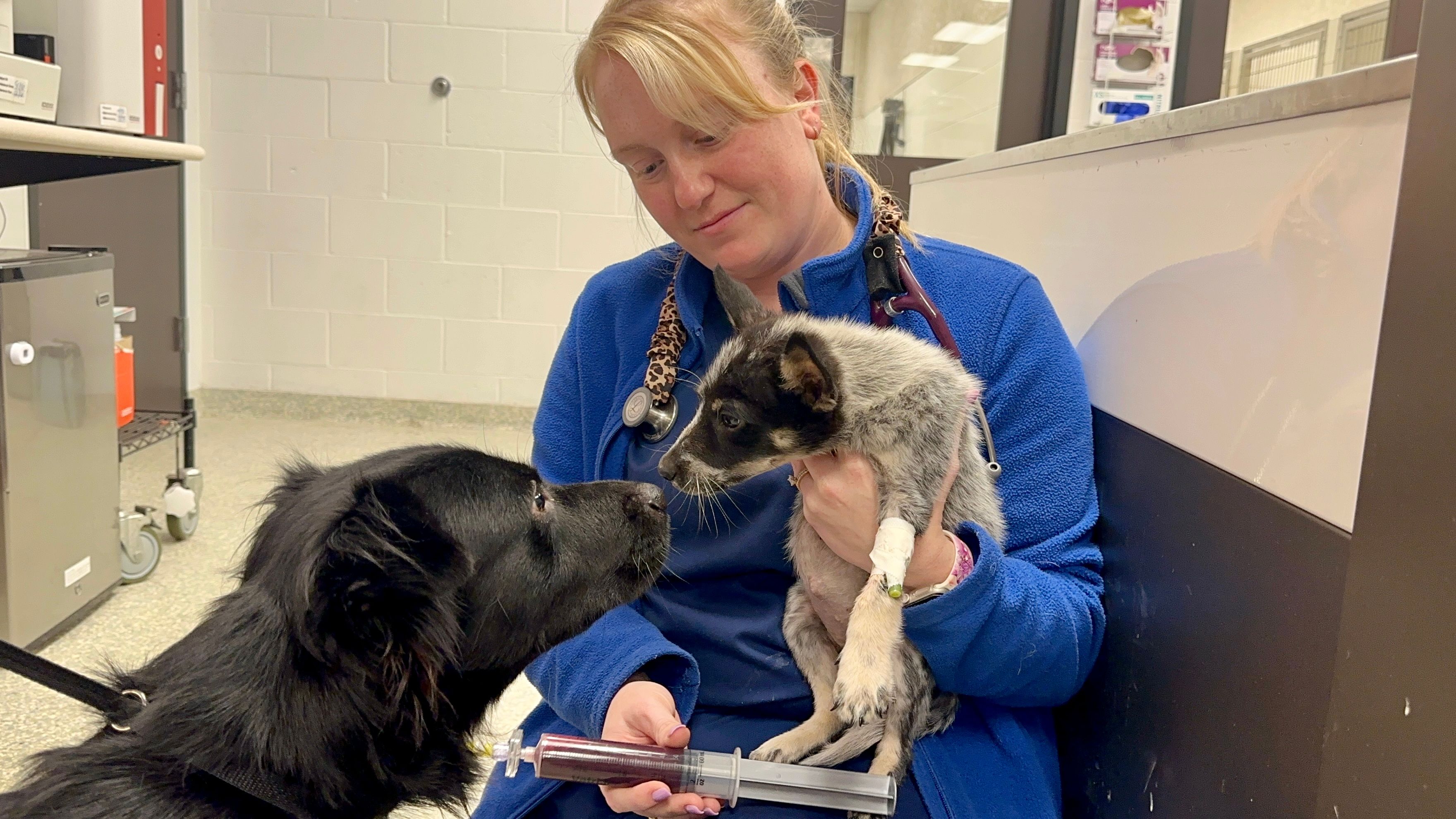 Vet tech's dog donates blood to save K-9's life after shooting