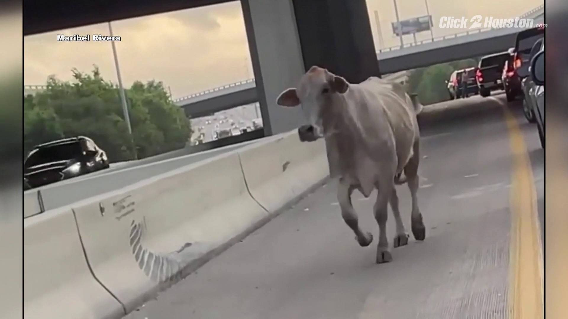 Alligator, cow delay Houston traffic, turn commute into zoo