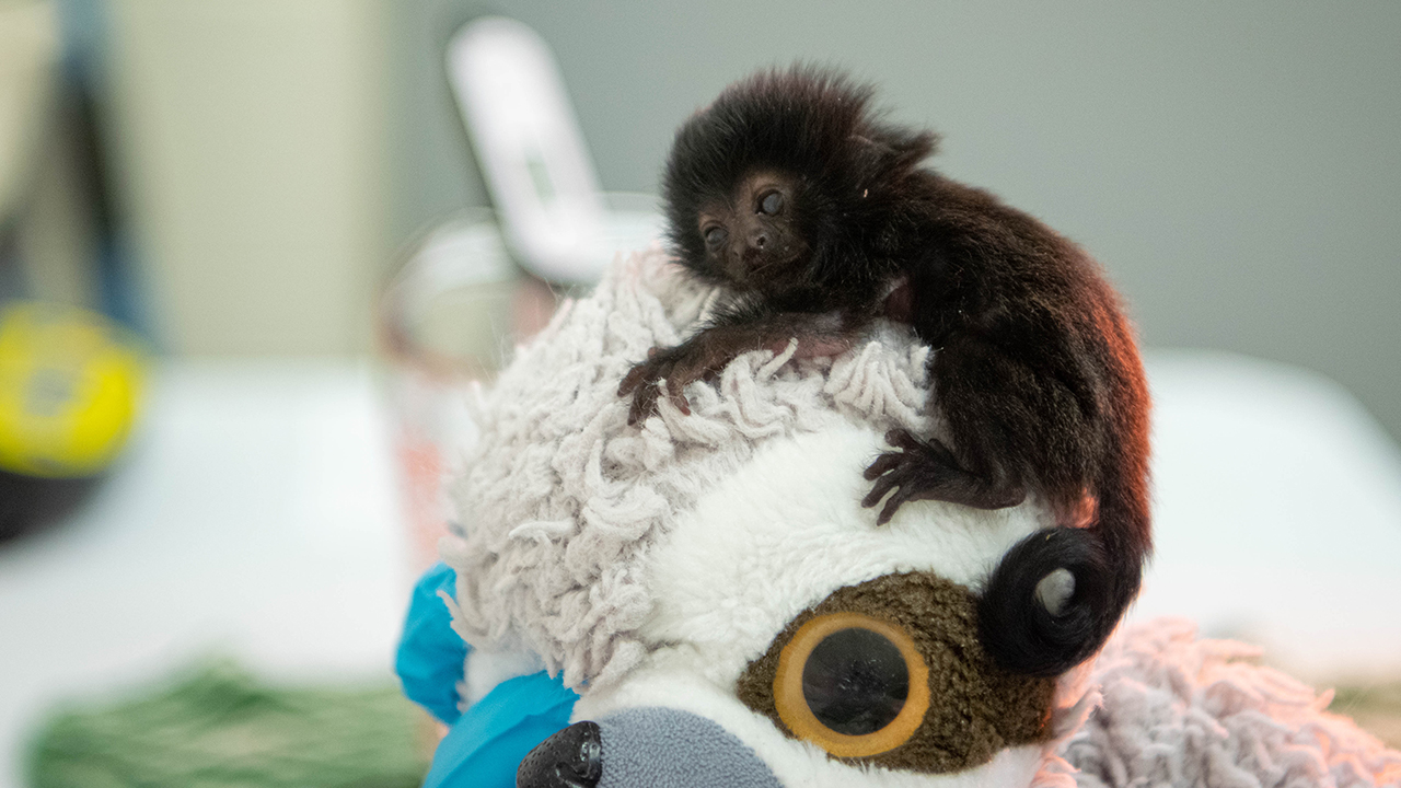 Animal Professionals Hand-Raising Tiny Goeldi's Monkey - The