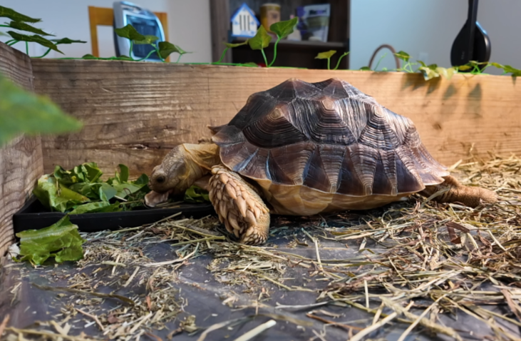 Not your average pet: Endangered tortoise inspires Jacksonville