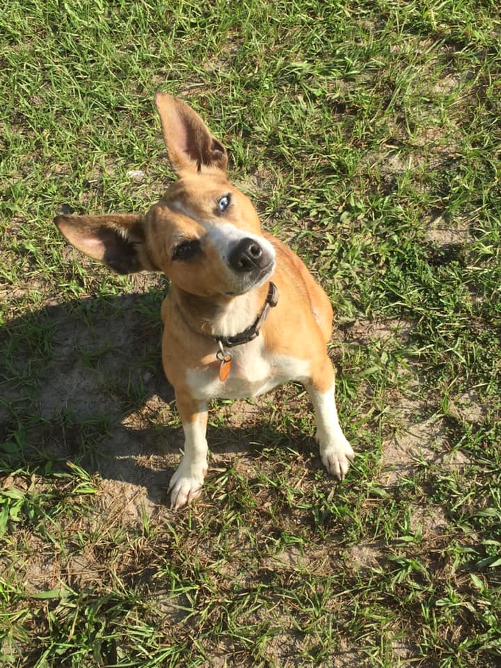 Pets love the Stros! Send photos of your fur baby supporting the Astros  through Click2Pins