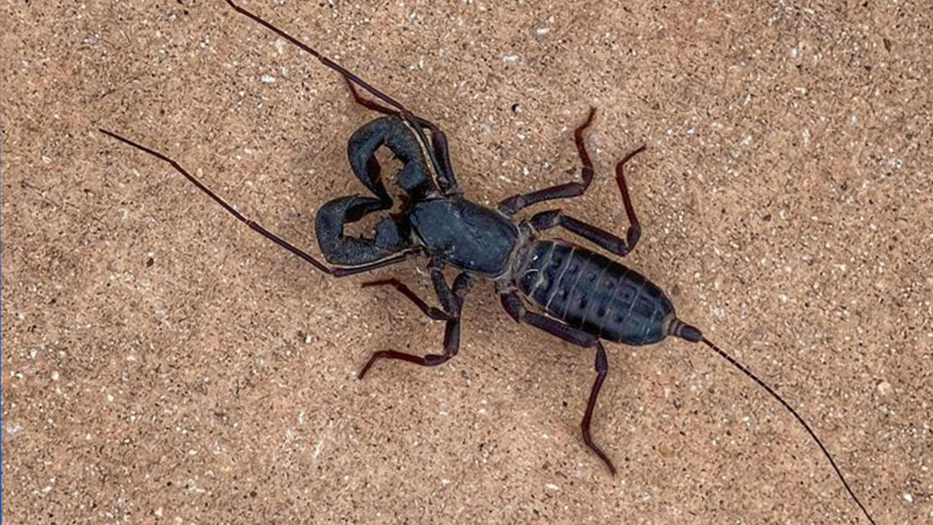 Acid Shooting Land Lobsters Live In Texas And Are Being Spotted More After Recent Rains