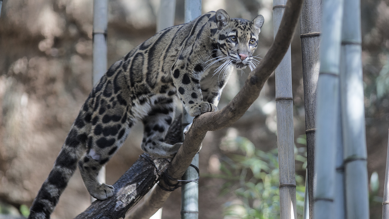 Clouded leopards: What to know about these animals known for being escapees  from zoos, animal collections